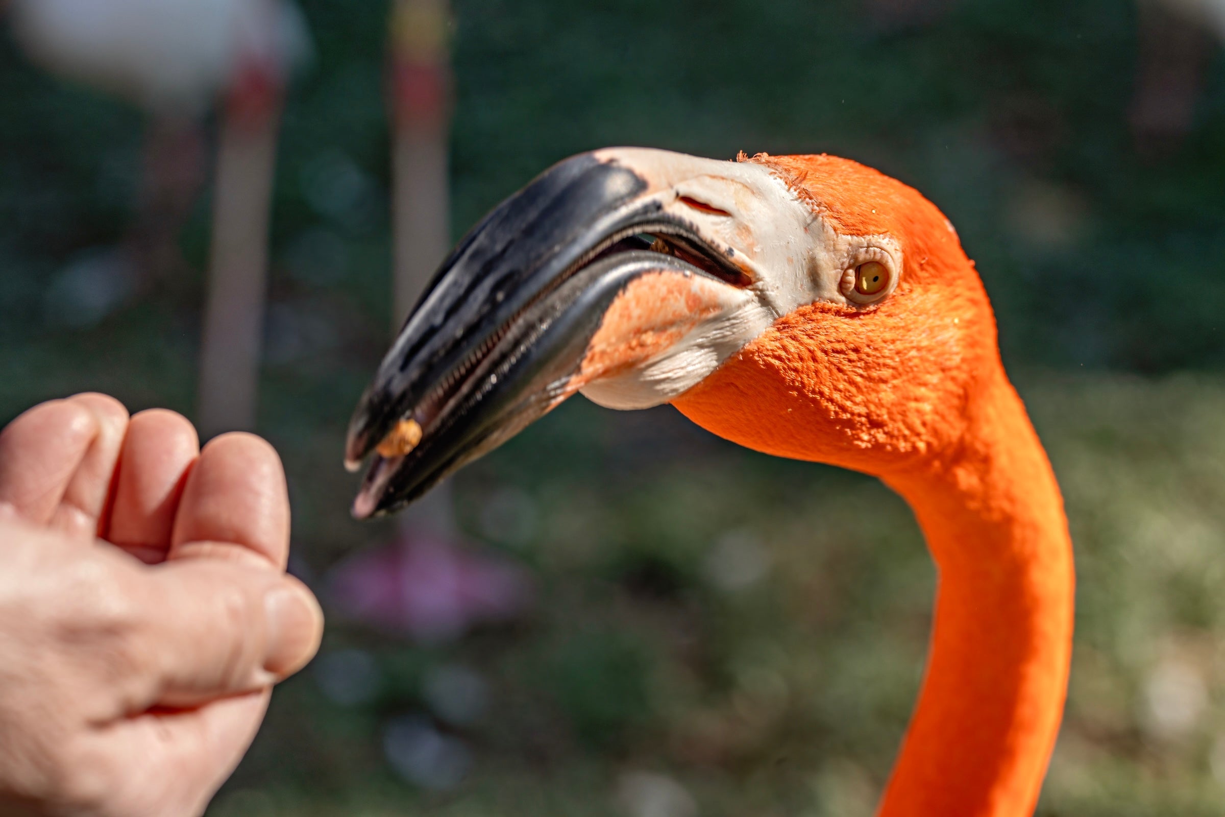 Photo of feeding a flamingo at Jumgle Gardens, Florida