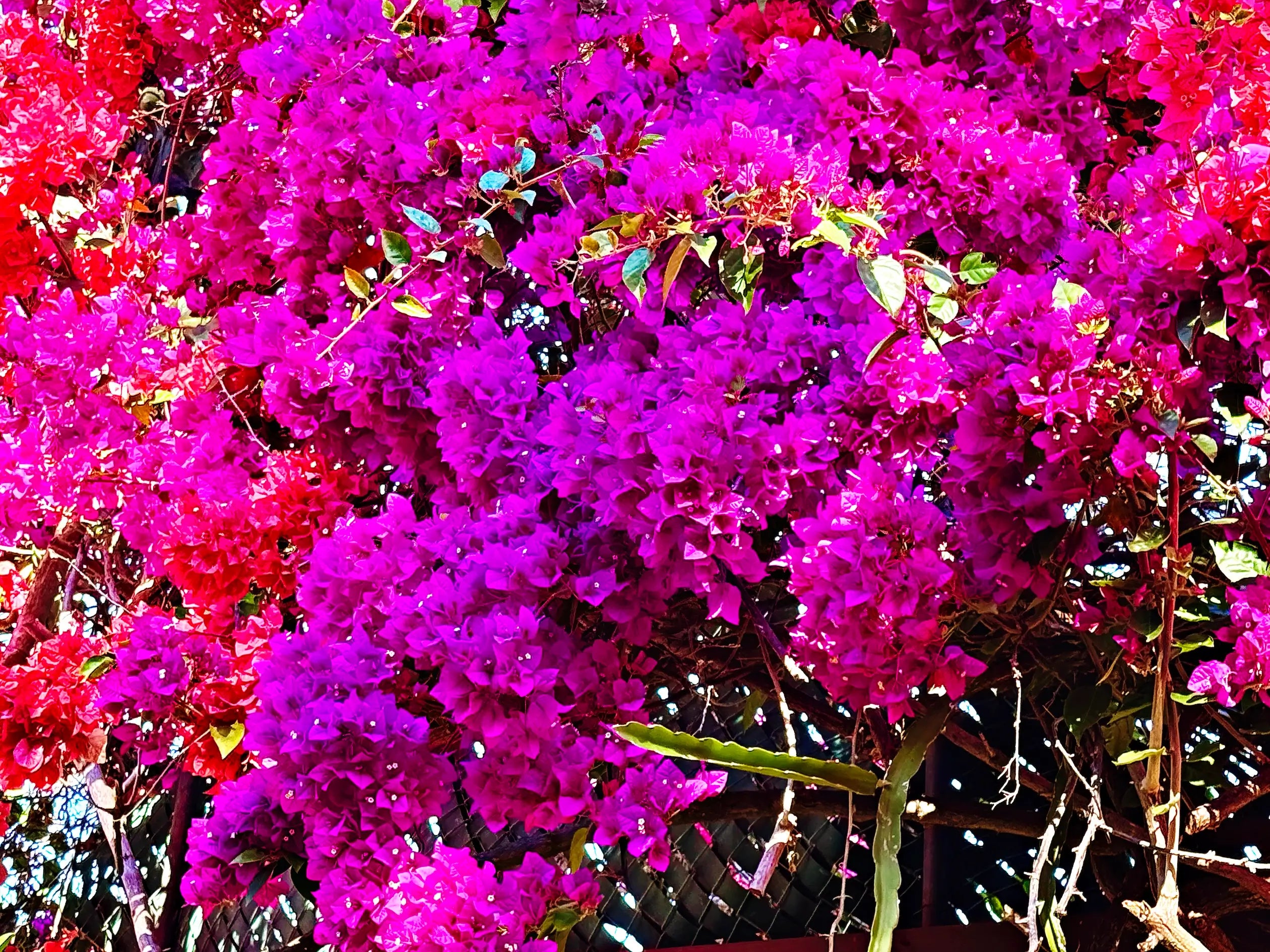 Vibrant bougainvillea blooms cascading at Sunken Gardens in St. Petersburg, Florida