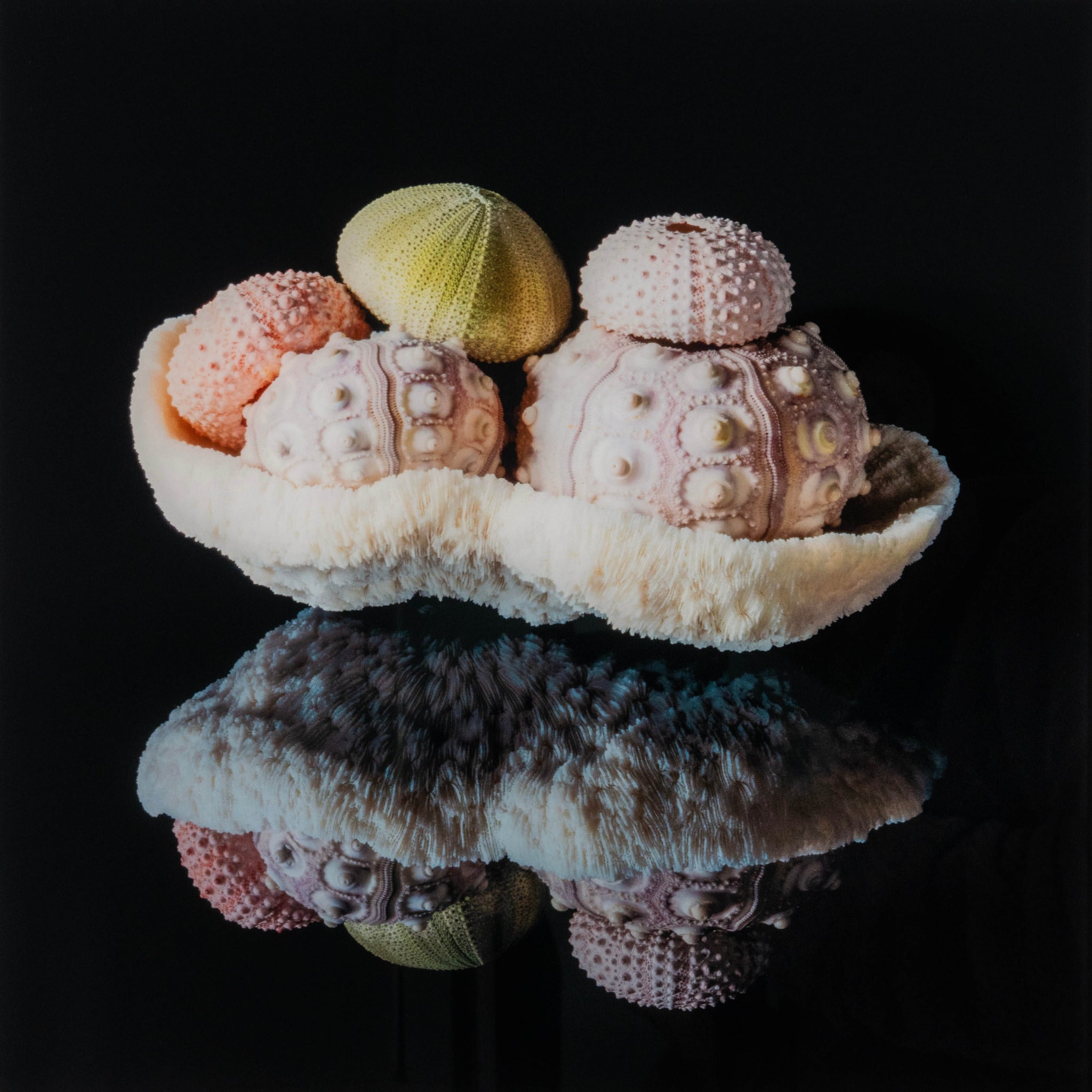 Square glass print of a coral bowl filled with colorful sea urchins