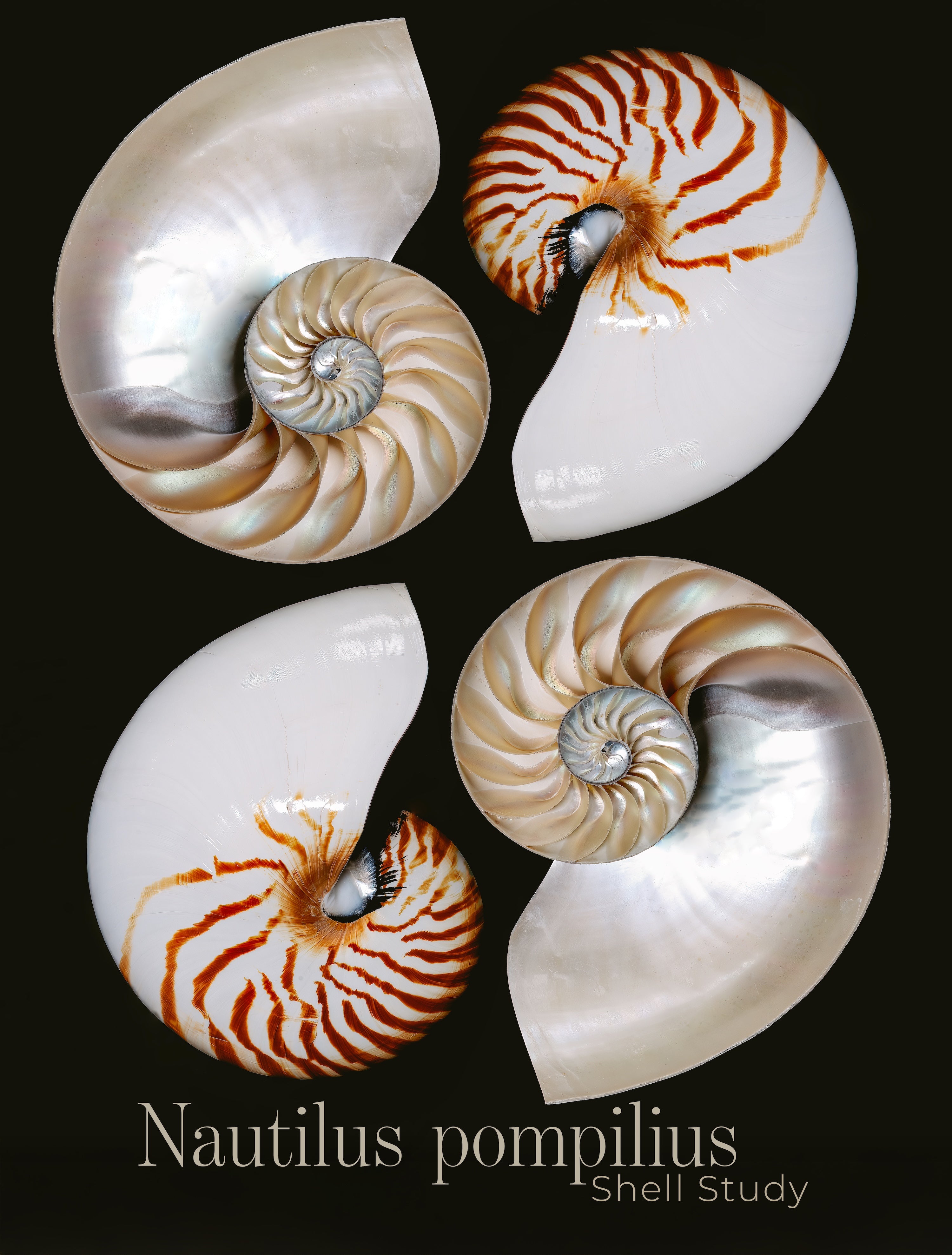Four nautilus shells with 'Nautilus pompilius' text on a black background, Echoes of the Sea Glass Poster