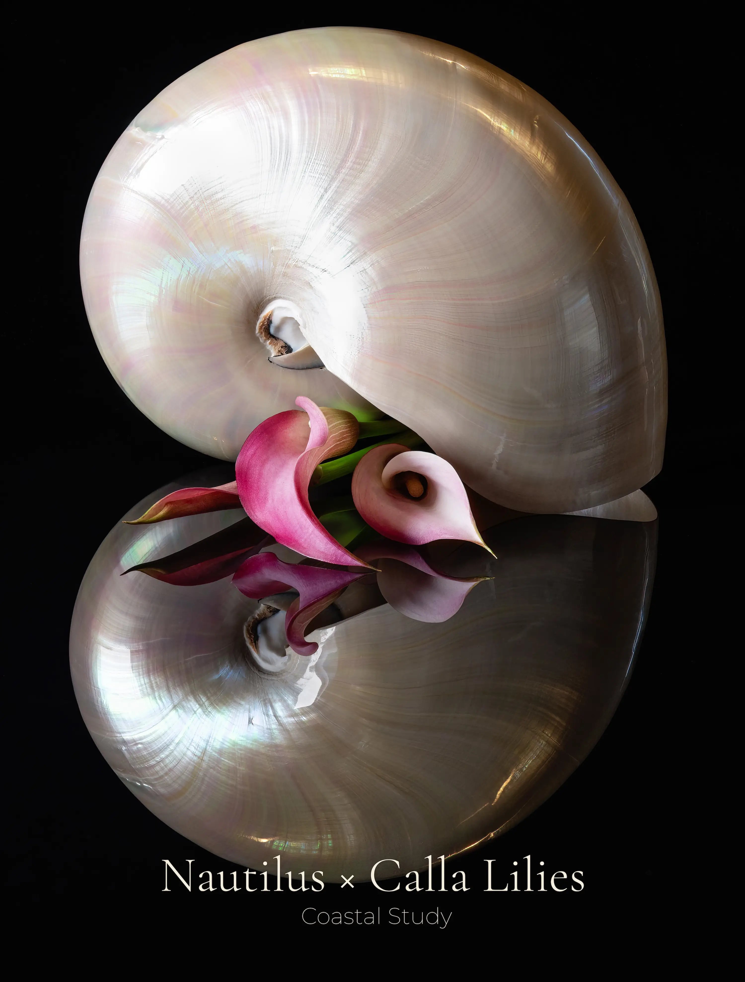 Nautilus shell wall art featuring calla lilies on a black background, printed on glass with reflective surface