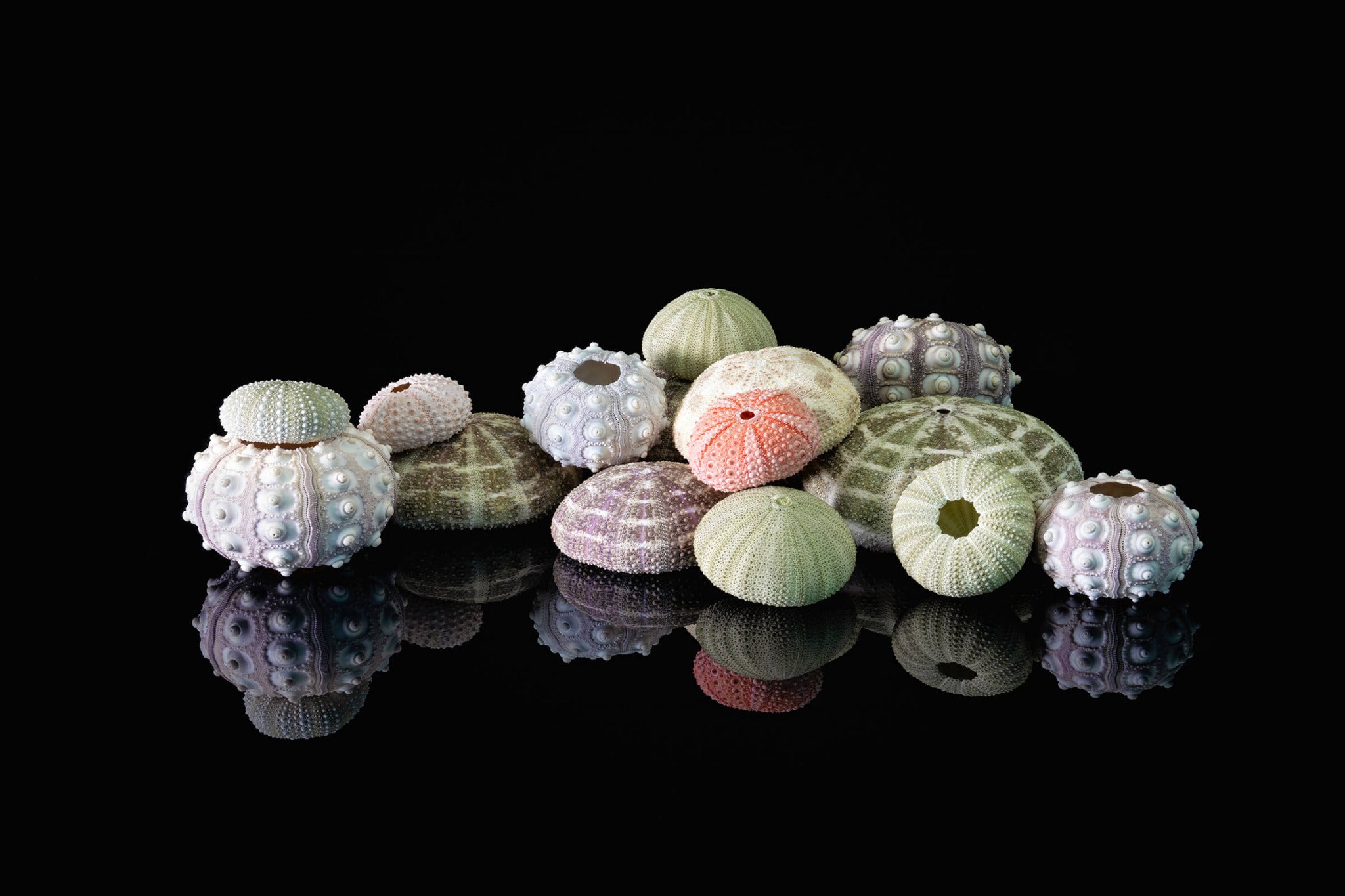 Glass print of colorful sea urchins spilling across a black reflective background