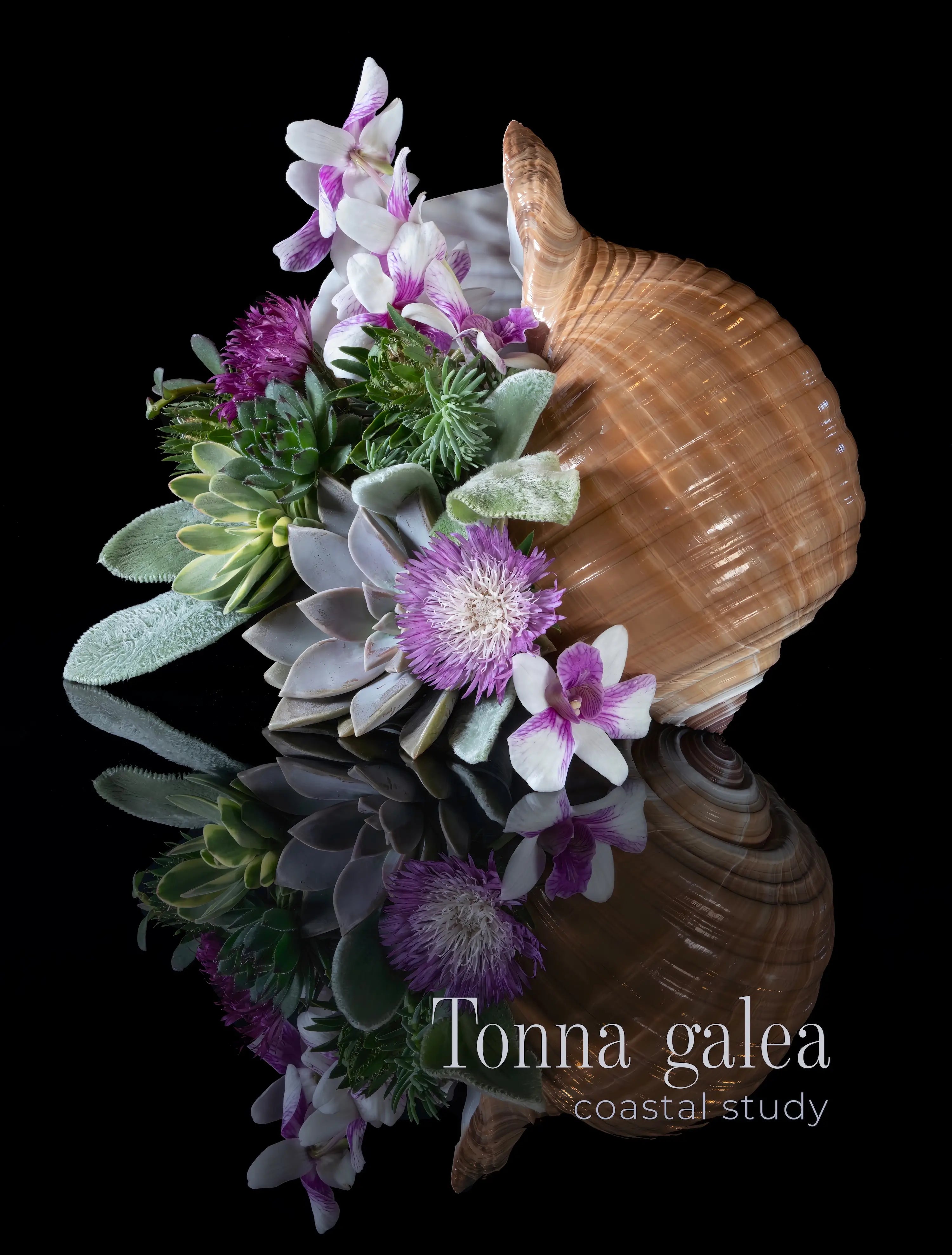 Tonna shell with succulent arrangement on black background, coastal glass wall art with botanical detail.