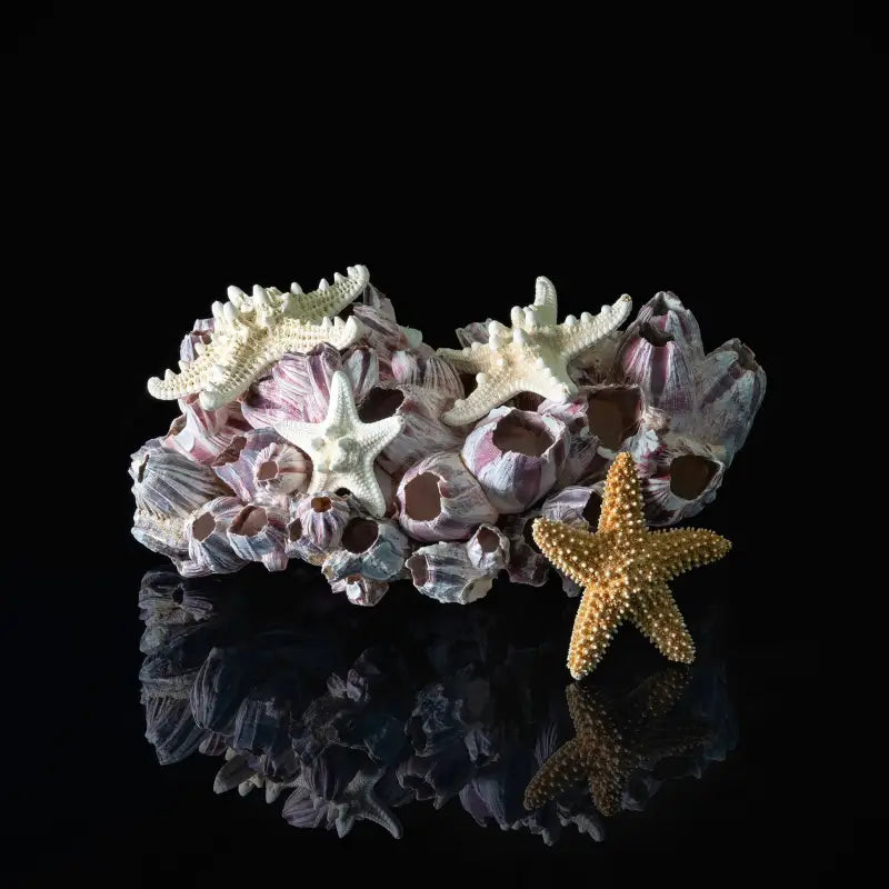 Glass print of pink barnacles, white and golden starfish on black reflective background