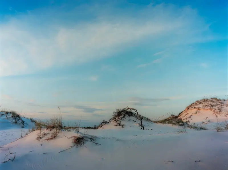Sandy white dunes with sea oats and driftwood, coastal glass print for beach decor.