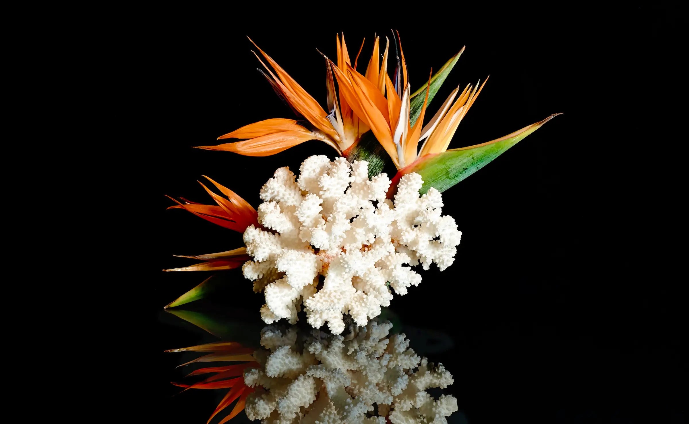 Bird of paradise and coral on reflective glass, coastal wall art