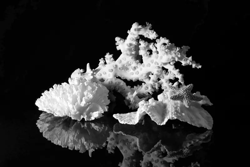 Black and white coral coastal glass print, Echoes of the Sea art