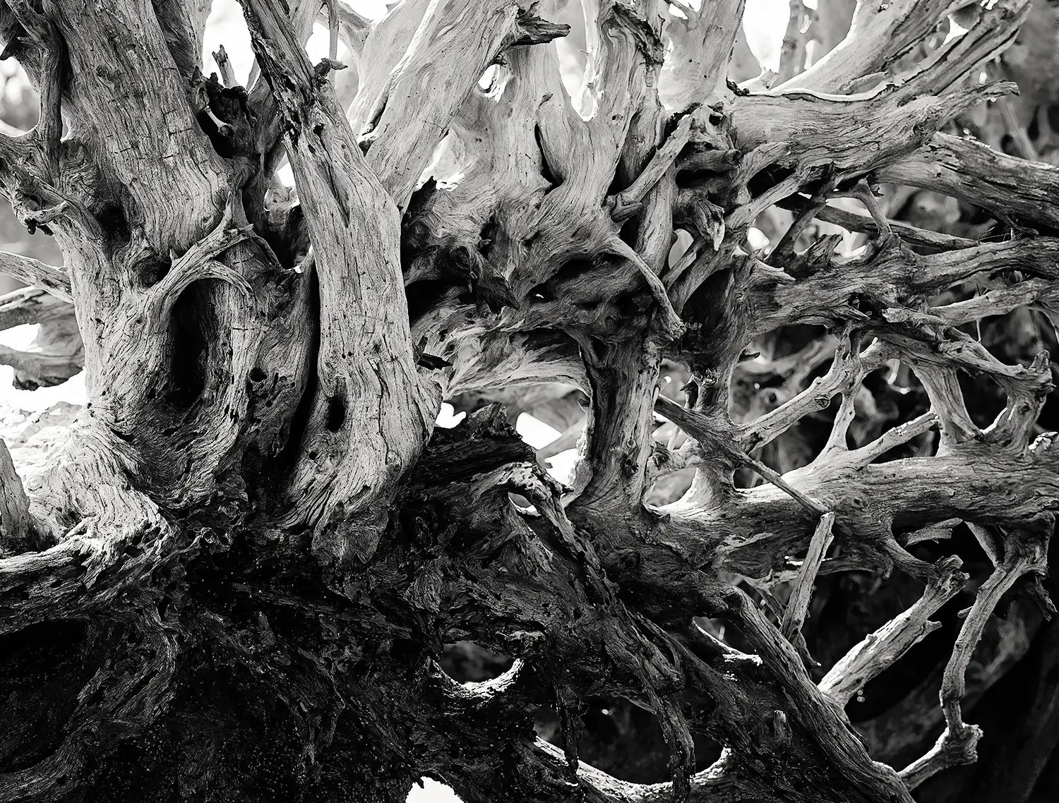 Black-and-white close-up photograph of weathered driftwood roots and branches on Jekyll Island, shown as coastal glass wall art.