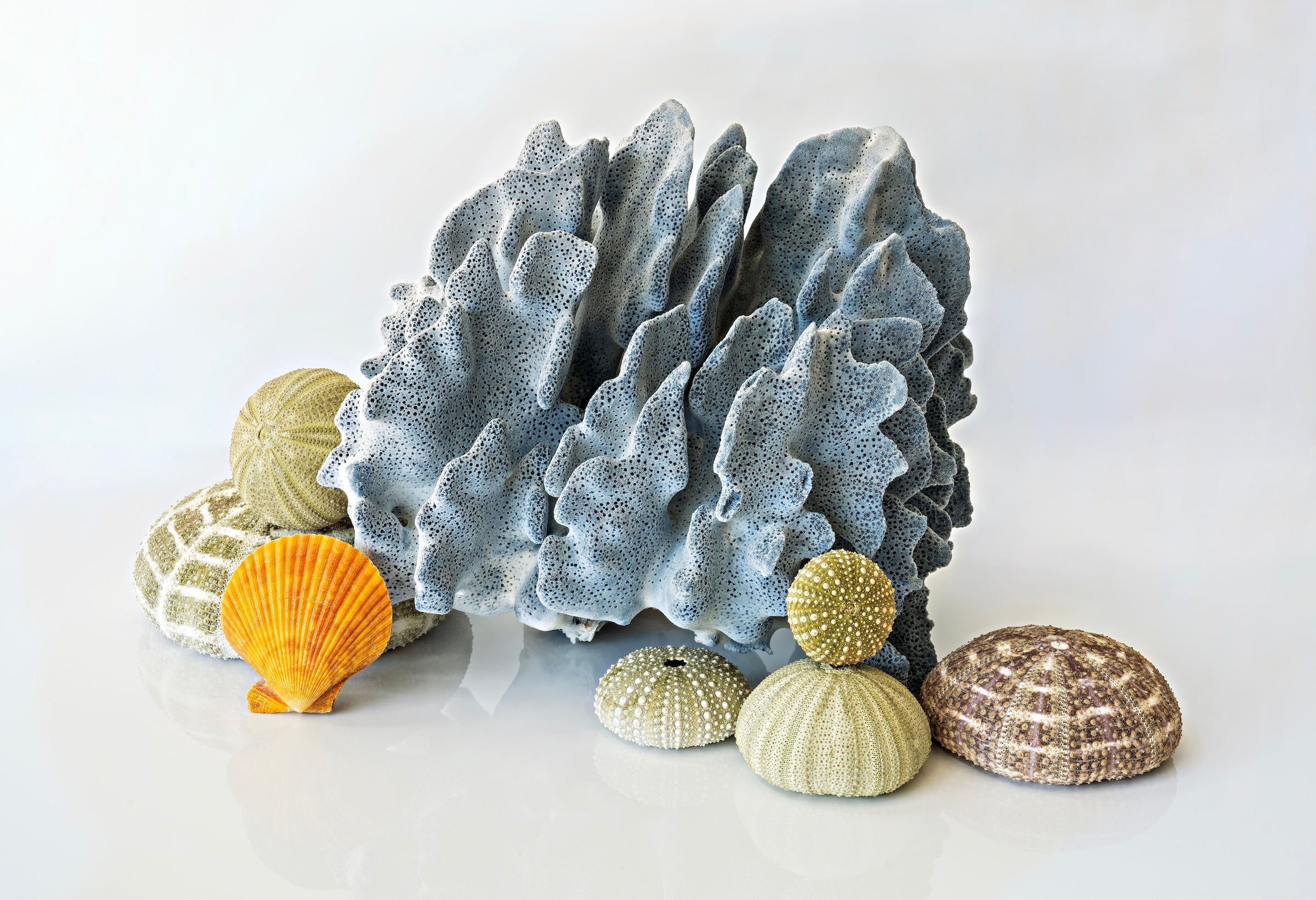 Blue Coral and Sea Urchins Coastal Glass Print by Echoes of the Sea