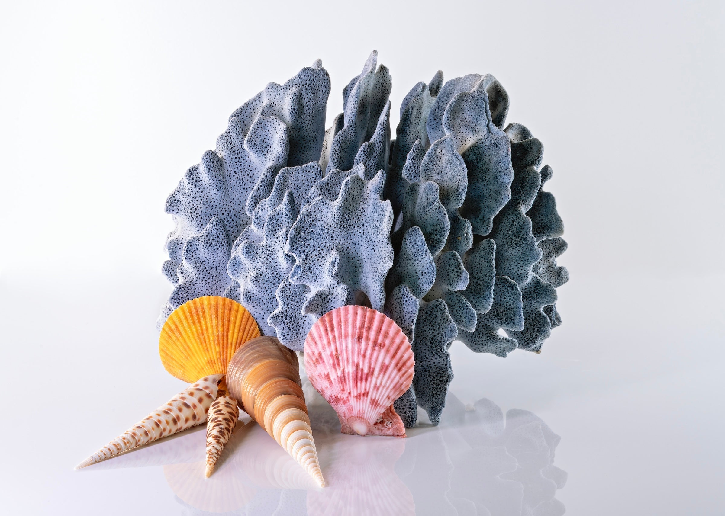 Blue coral and seashells coastal glass print by Echoes of the Sea.