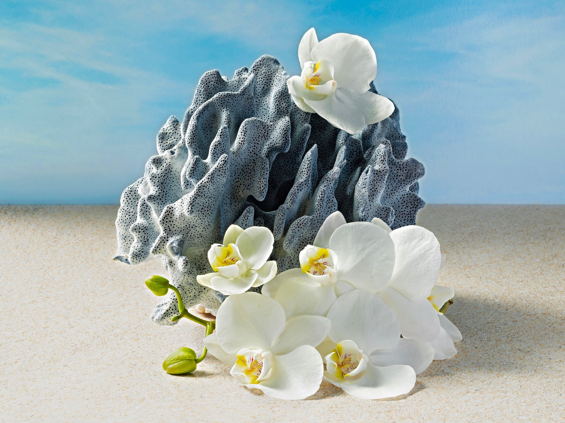 Serene glass print with blue coral and white orchids on a sandy beach