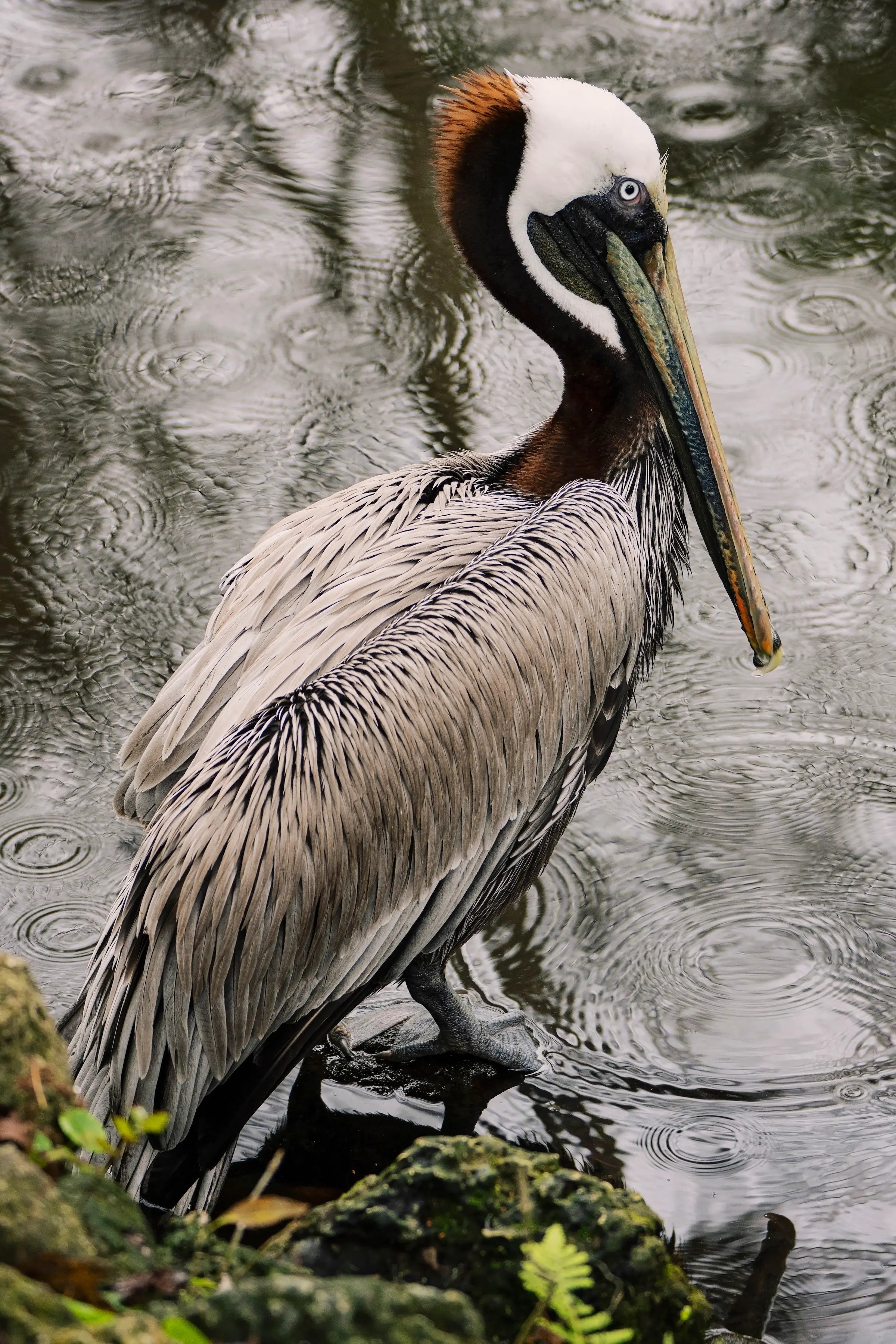 Brown pelican by rainy day water, coastal wall art print by Echoes of the Sea LLC