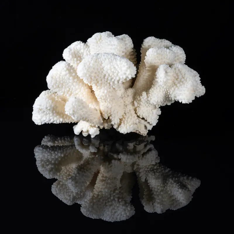 Cauliflower coral on black reflective glass, Echoes of the Sea art