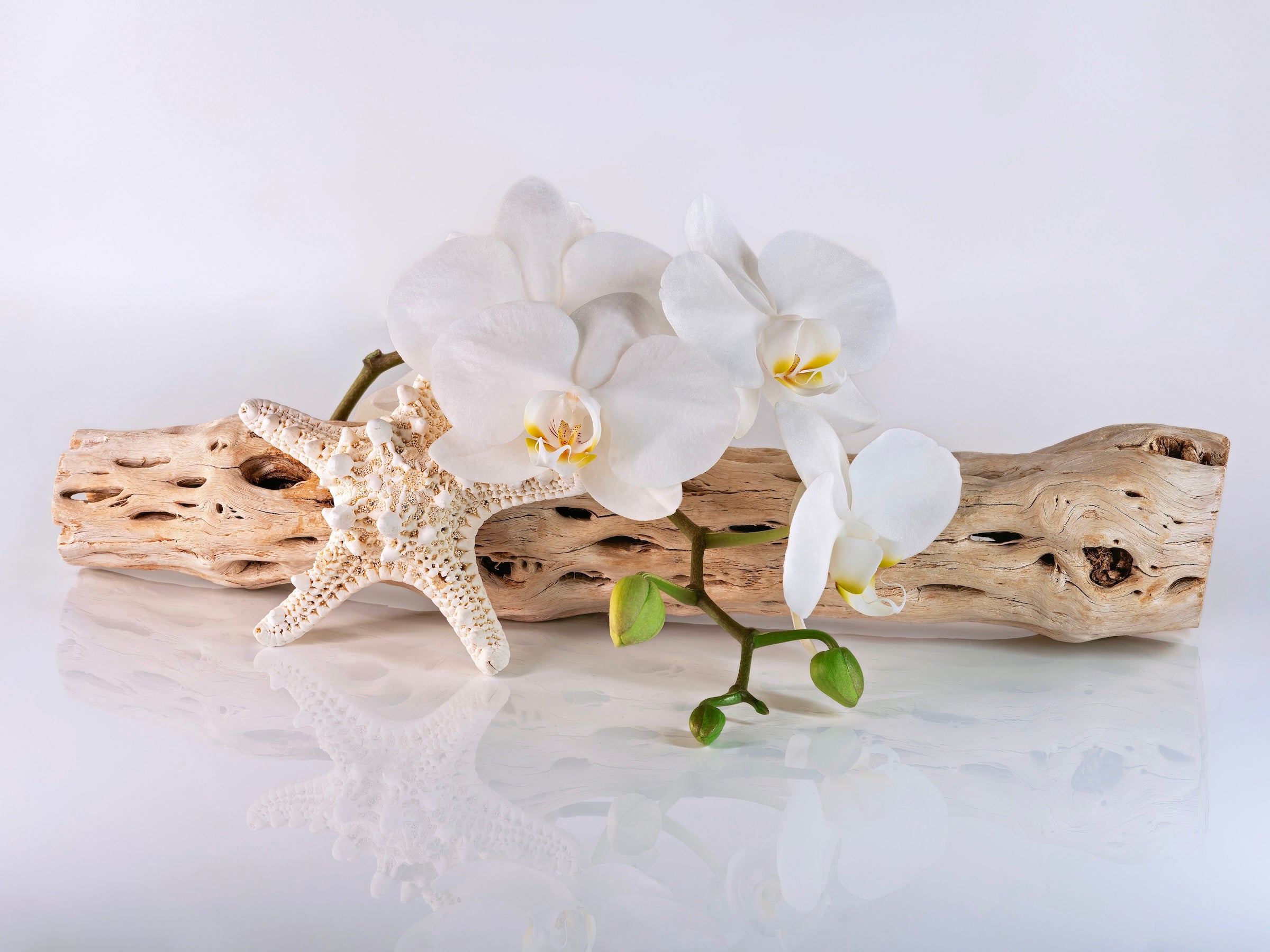 Cholla Driftwood, White Orchids, and Knobby Sea Star Coastal Glass Print by Echoes of the Sea.