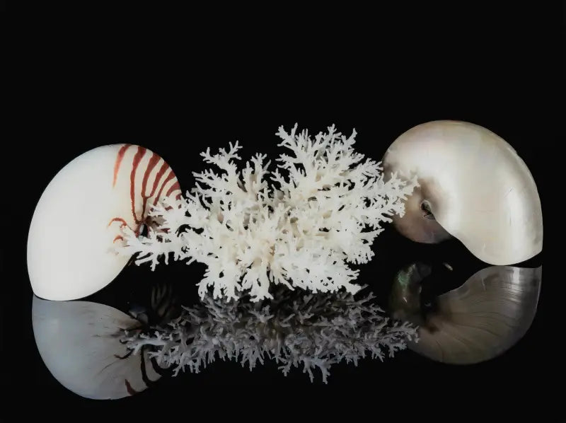 Nautilus shells and coral on reflective black, coastal glass print for ocean decor.