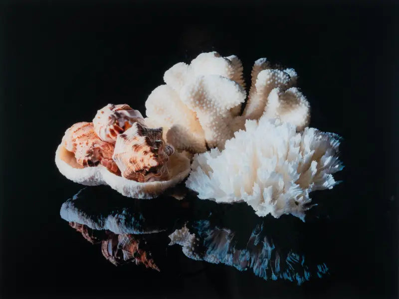 Coastal decor print glass art with coral bowl, shells, and lettuce coral on black background