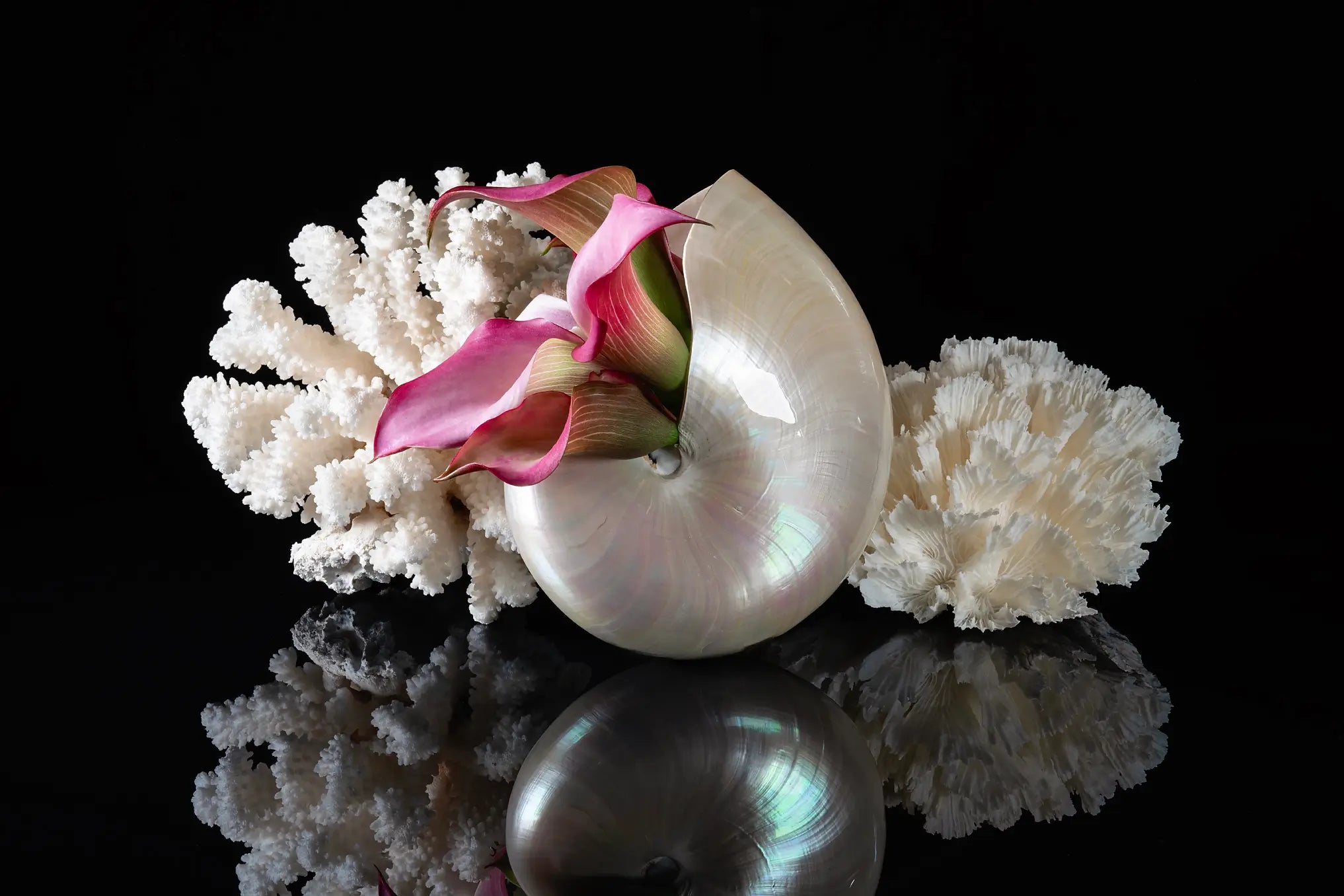 Coastal glass print of a pearl nautilus, coral and pink lilies on black reflective background for ocean wall art.