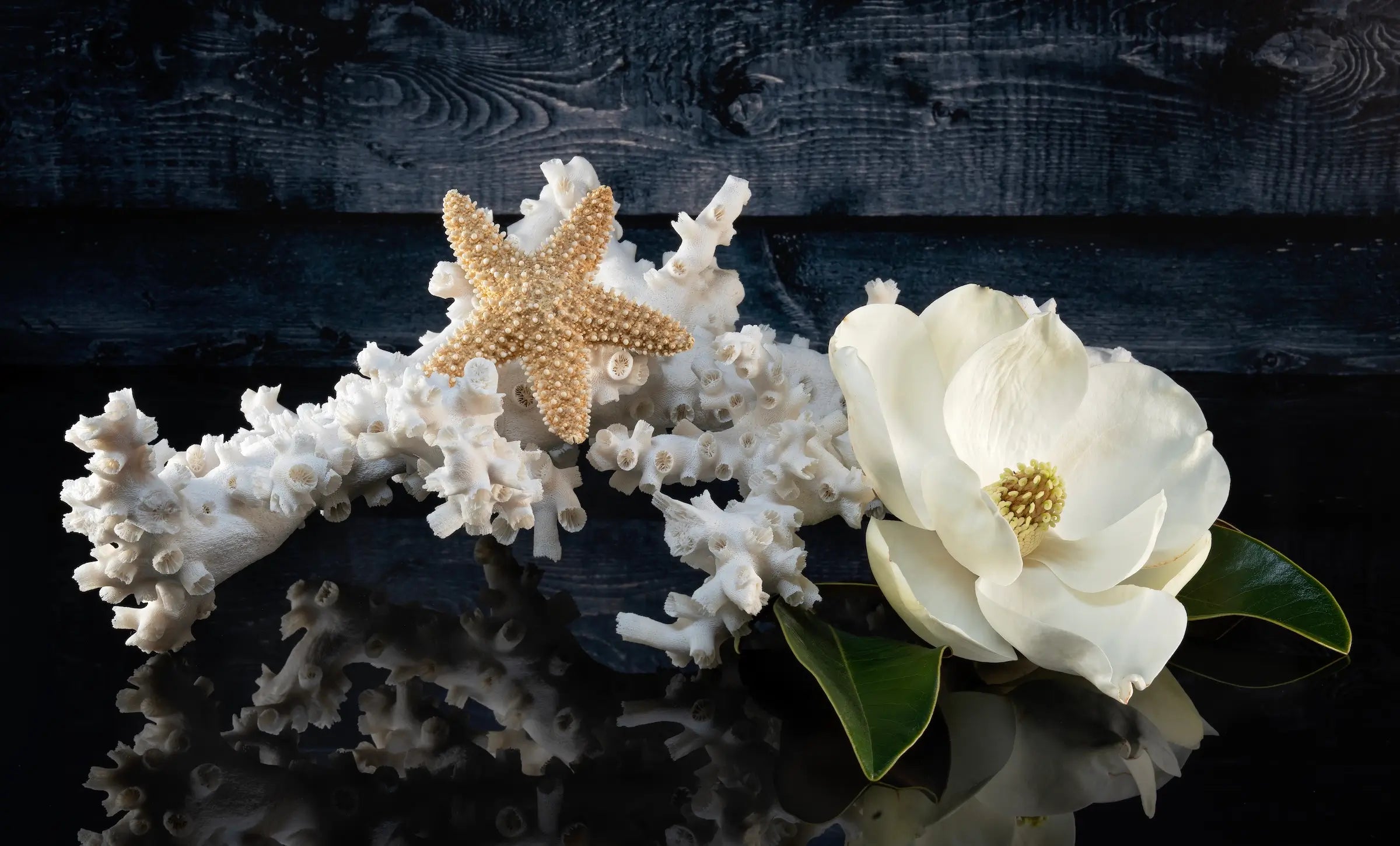 Glass print of octopus coral, starfish and a magnolia blossom on black reflective background.