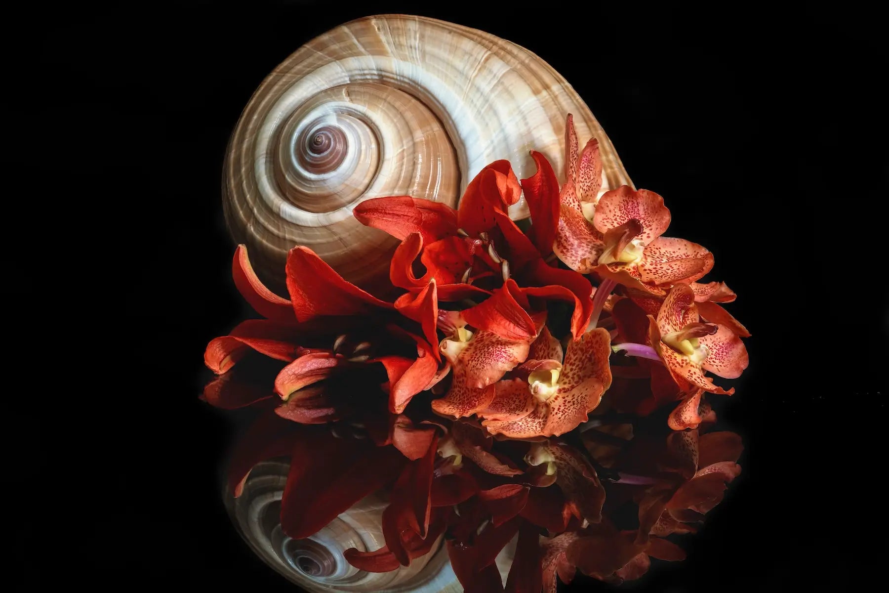 Coastal glass print of orange lilies and a giant ton shell on black reflective background
