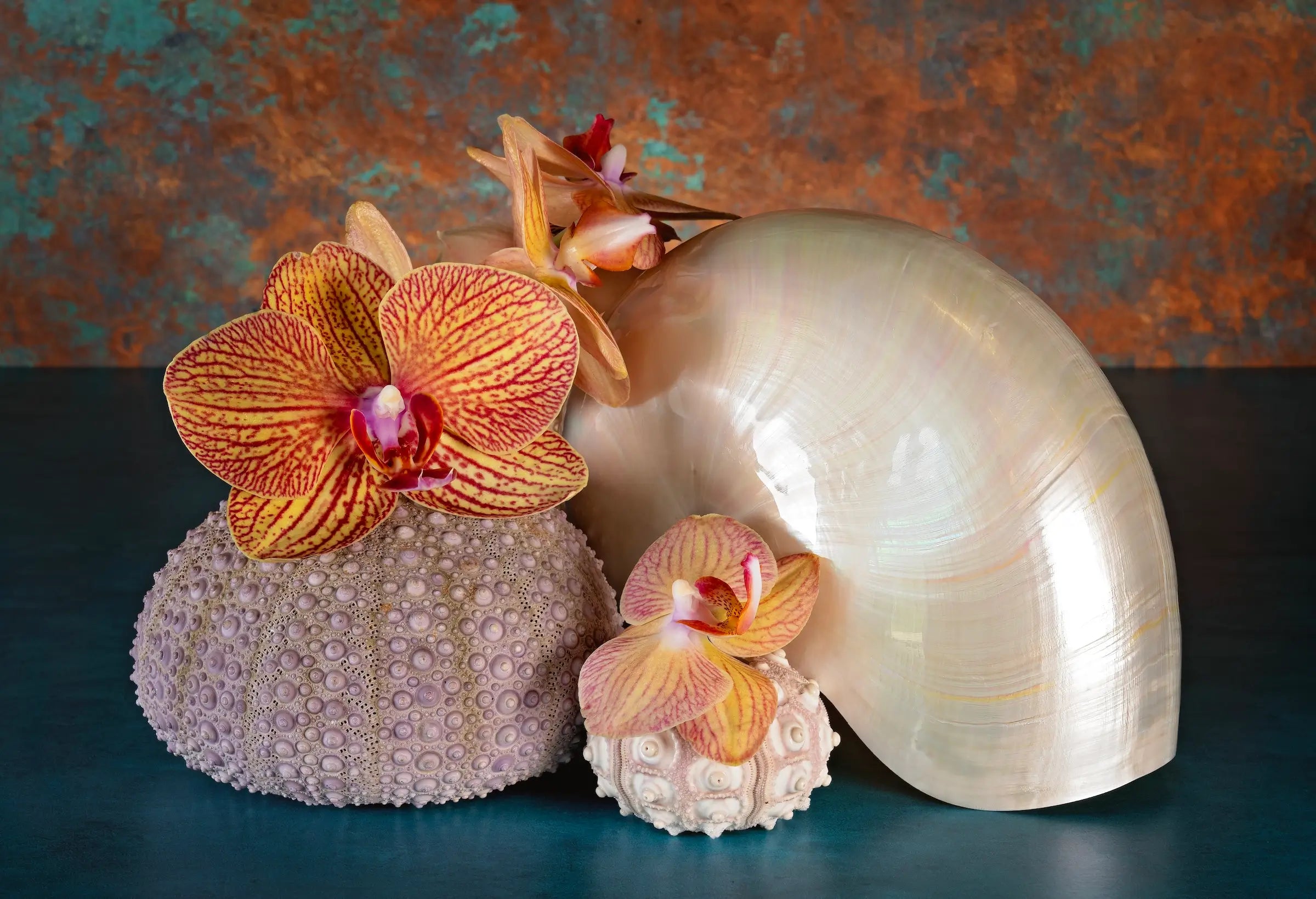 Tropical glass print featuring a pearl nautilus, sea urchins and colorful orchids on a rusty teal background.