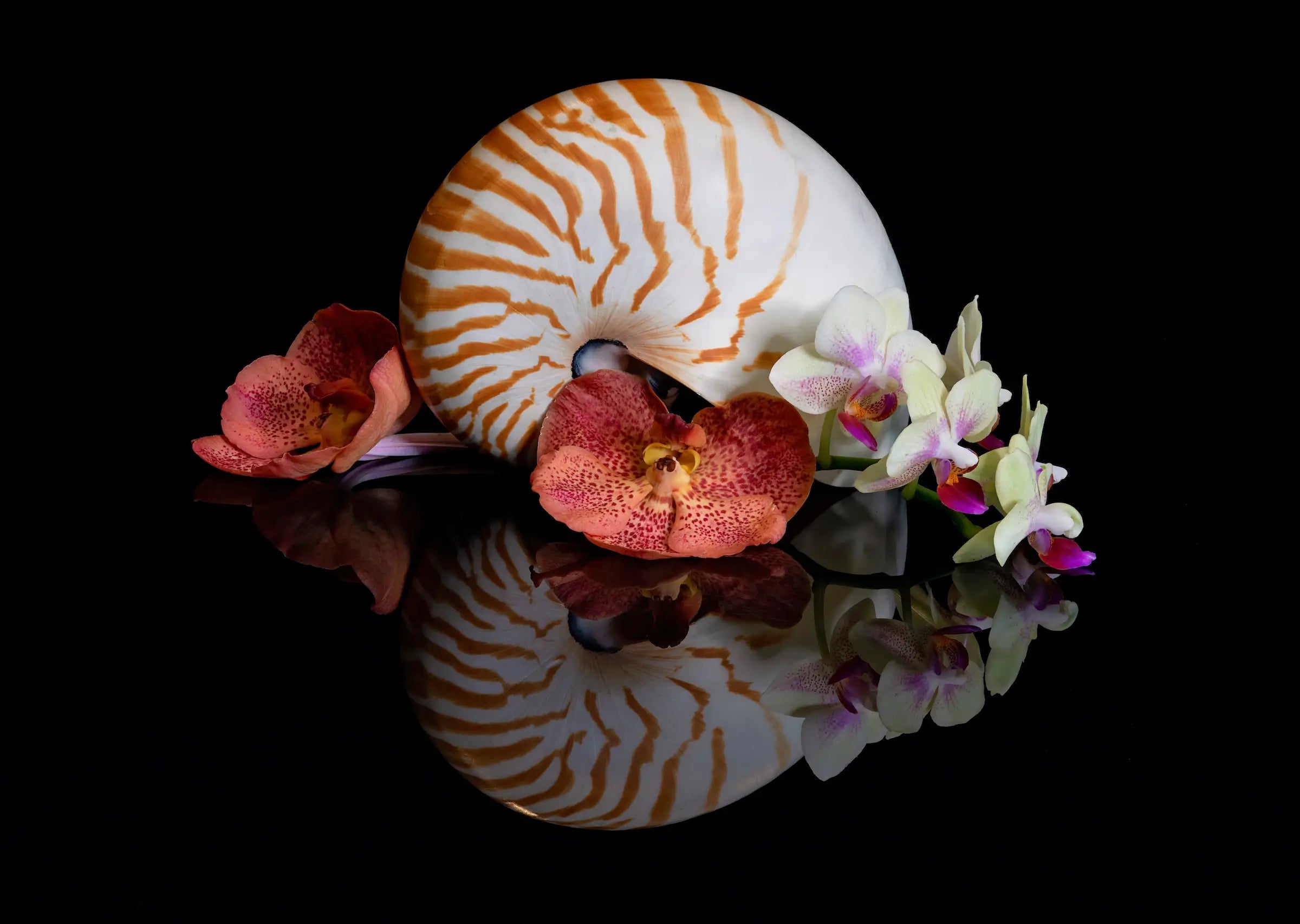 Coastal glass print of a chambered nautilus with deep orange orchids on black reflective surface