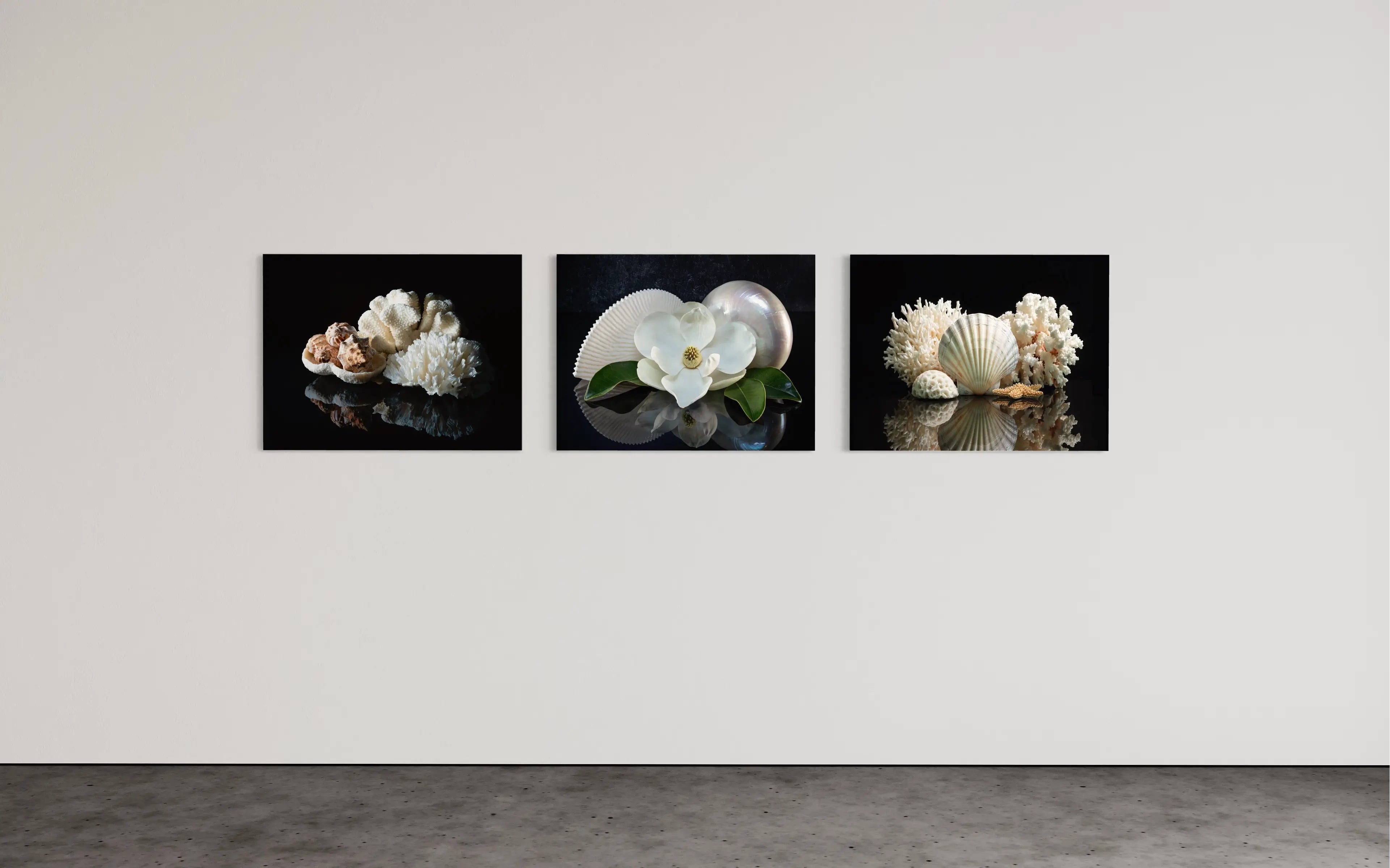 Coral bowl and seashells on reflective black glass, coastal art. shown with 2 Echoes prints