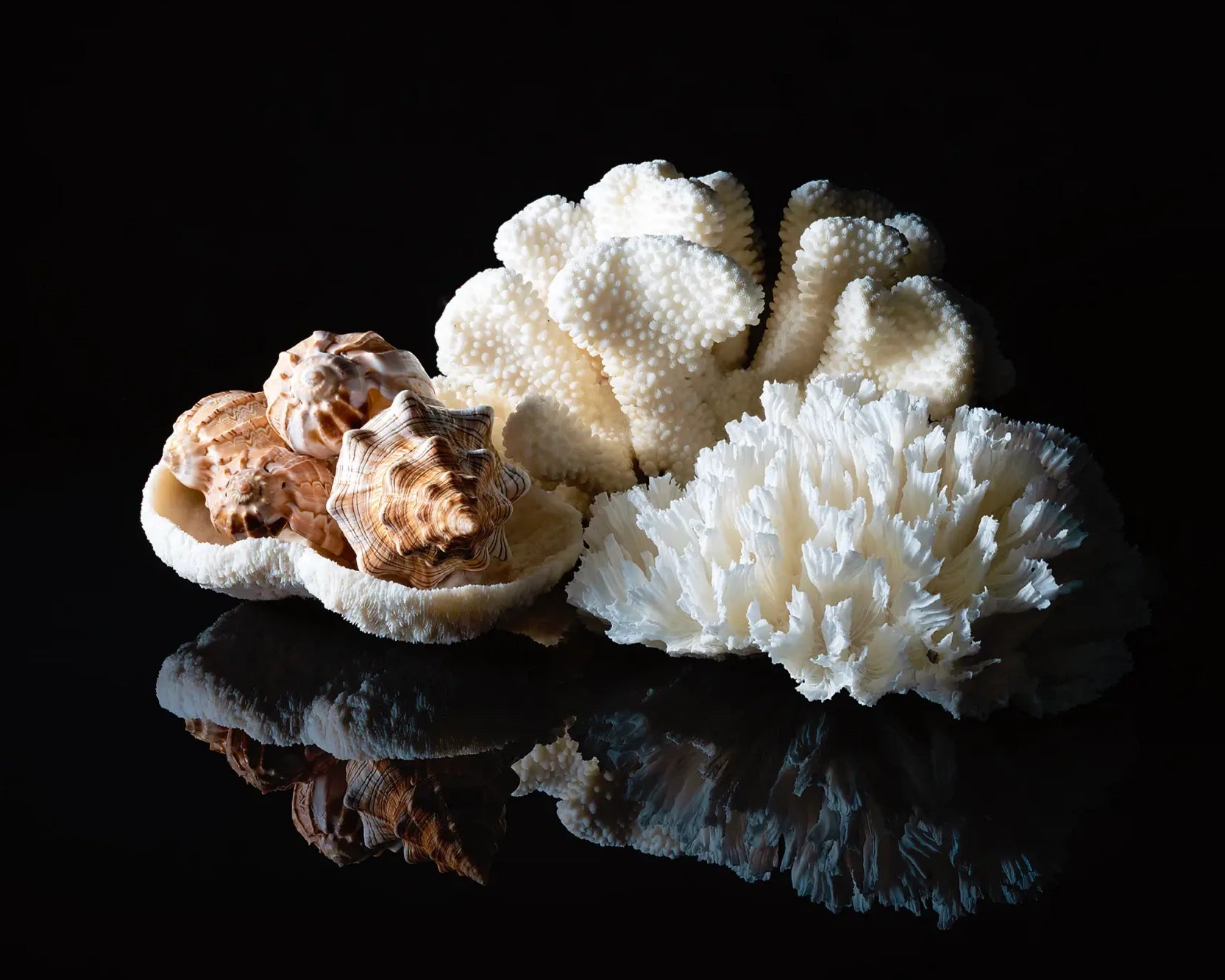 Coral bowl, coral and seashells on reflective black glass, coastal art