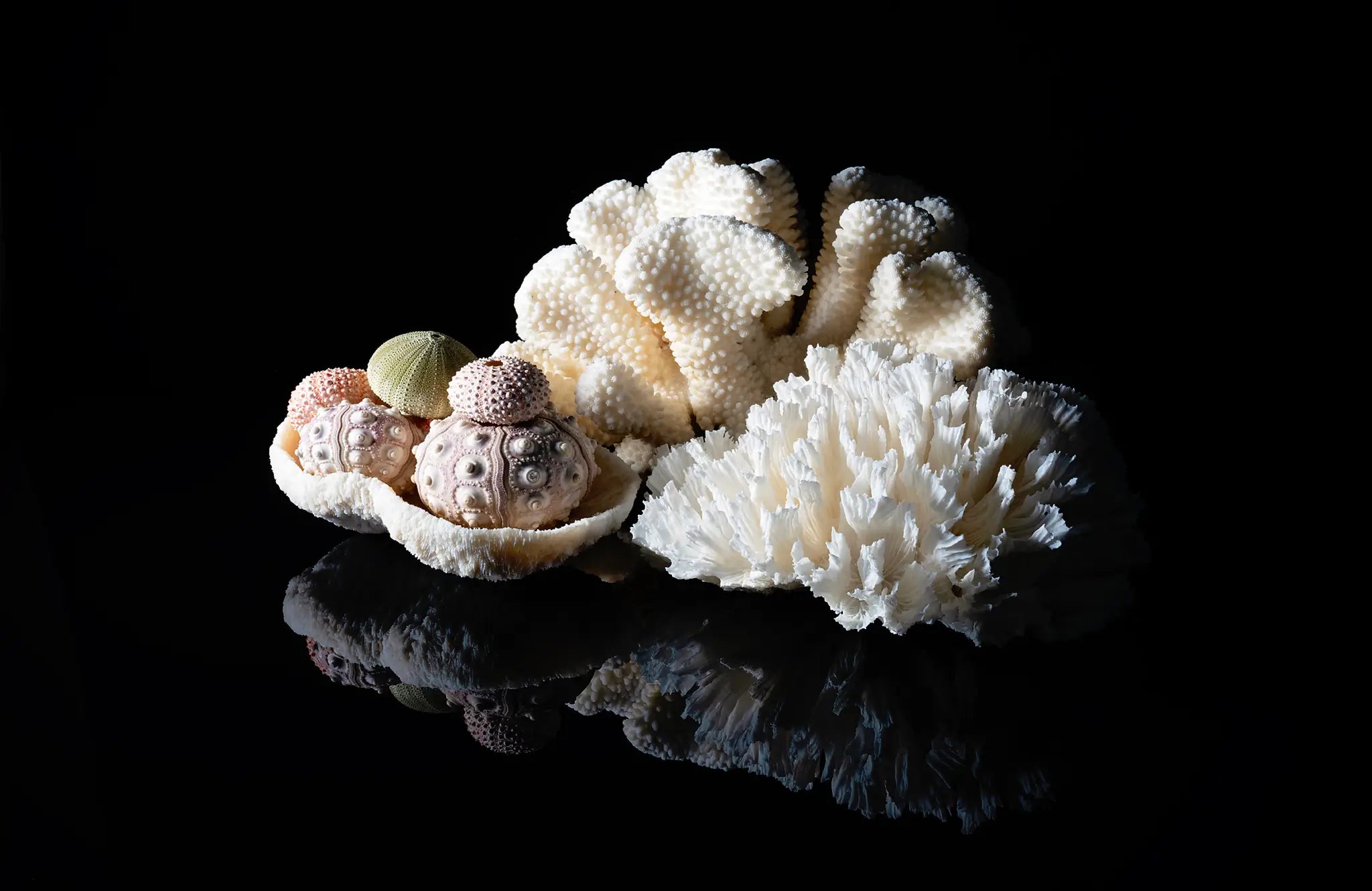 Vintage coral and sea urchins on reflective glass, coastal art