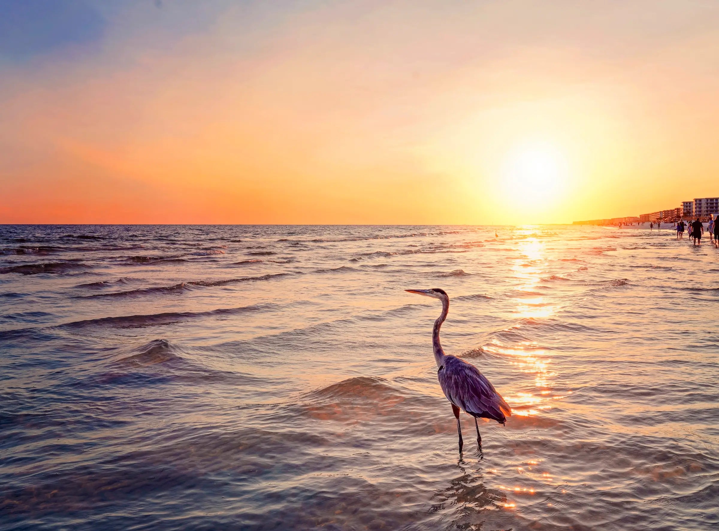 Sunset coastal glass print of heron standing in the waters of Okaloosa Island.
