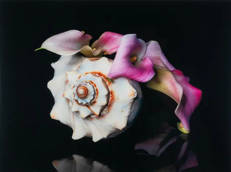 Pink calla lily and Triton’s Trumpet seashell on black coastal glass print, elegant botanical art