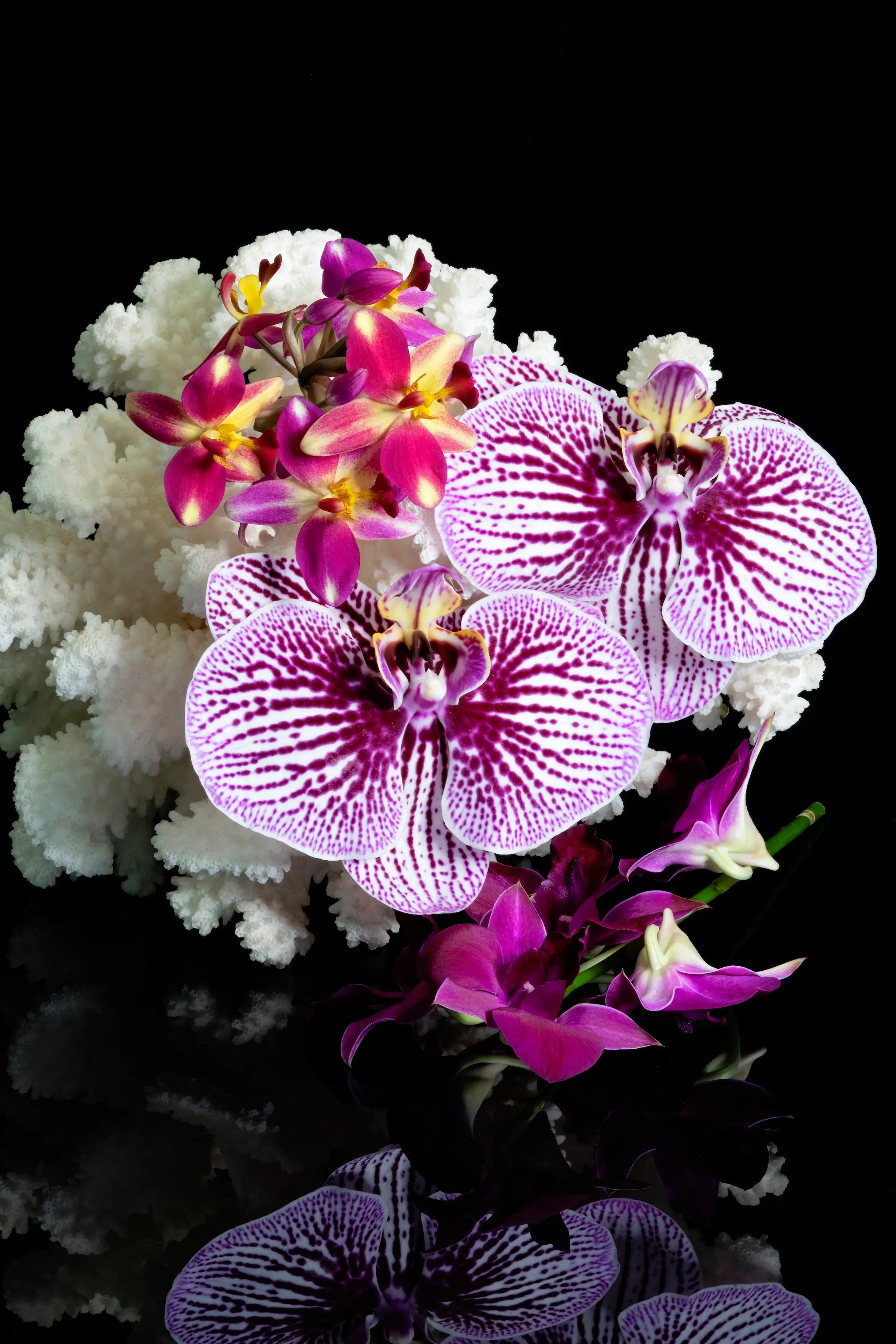 Coastal Orchid & Coral Glass Print with vibrant orchids and white coral on black background