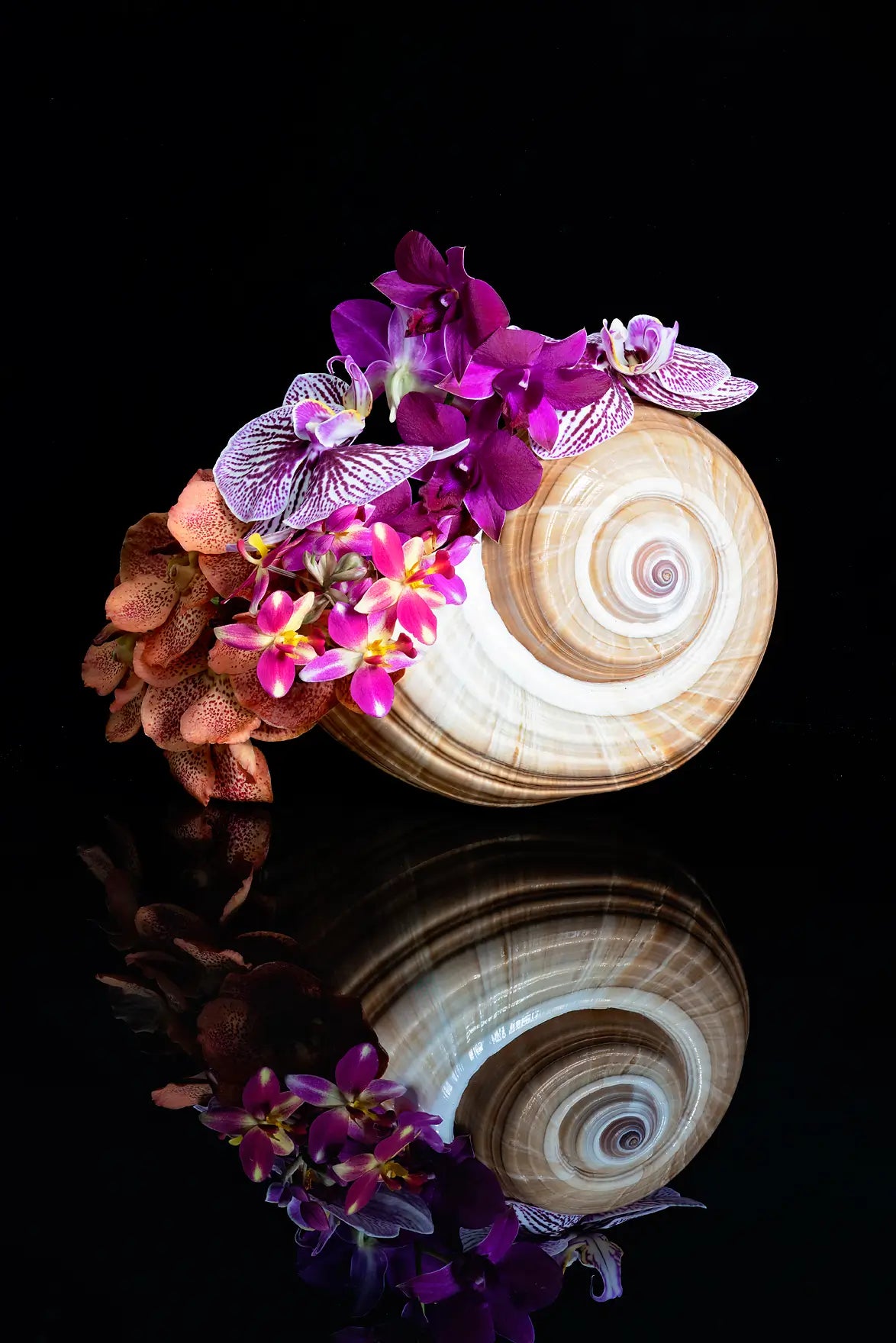 Large spiral shell with pink and purple orchids, reflective black background, luminous coastal botanical glass wall art