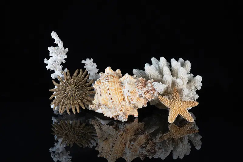 Coastal Treasures Glass Print with marine life on reflective black background, Echoes of the Sea