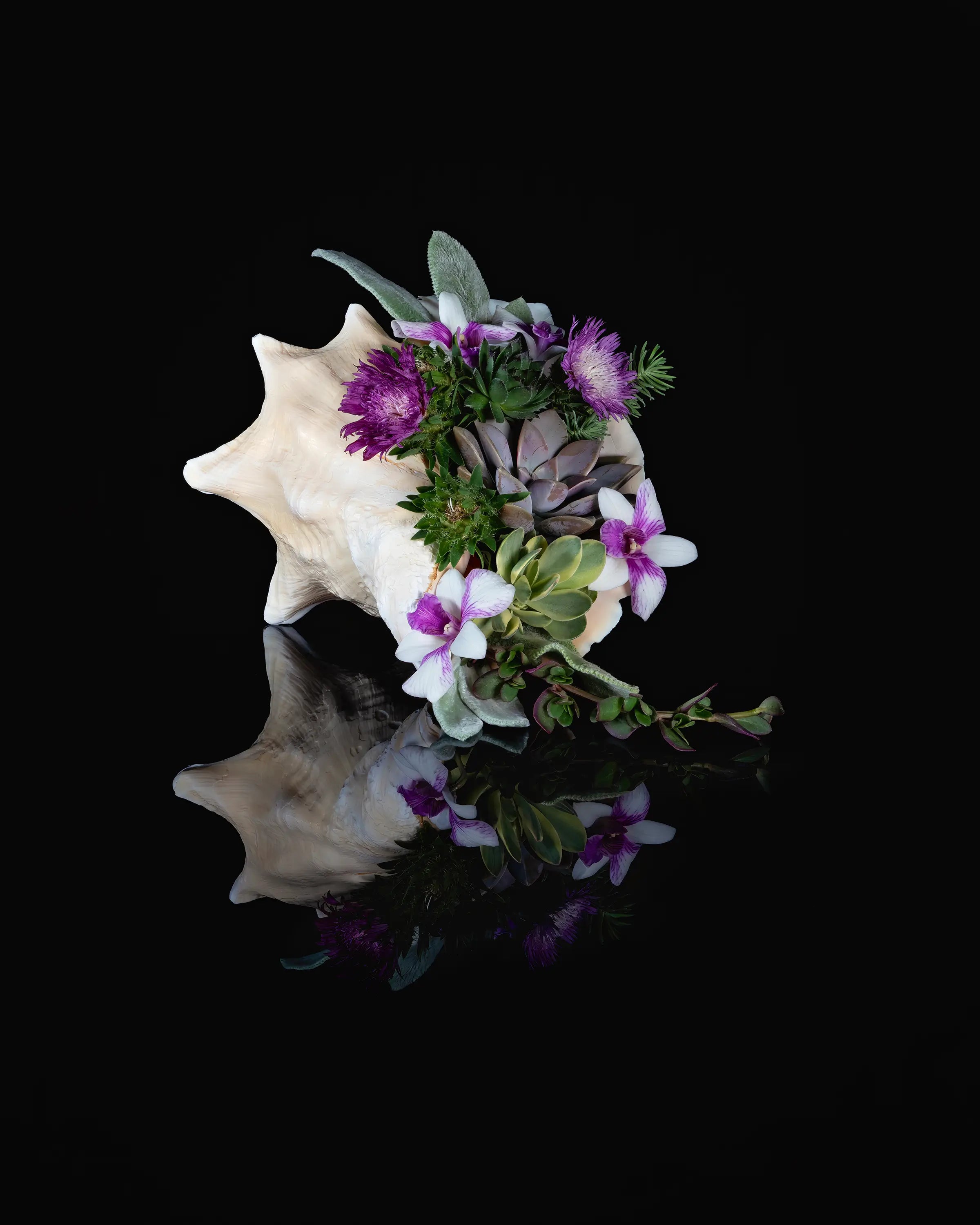 Conch shell with succulents and purple flowers on black glass print, coastal wall art