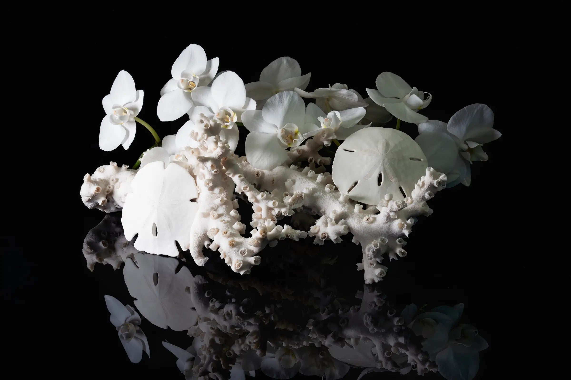 Sand dollar, coral, and white orchids on black glass print, coastal wall art