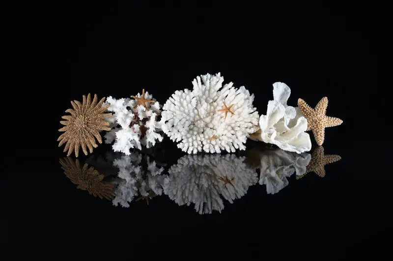 Coral and starfish glass art print on black background
