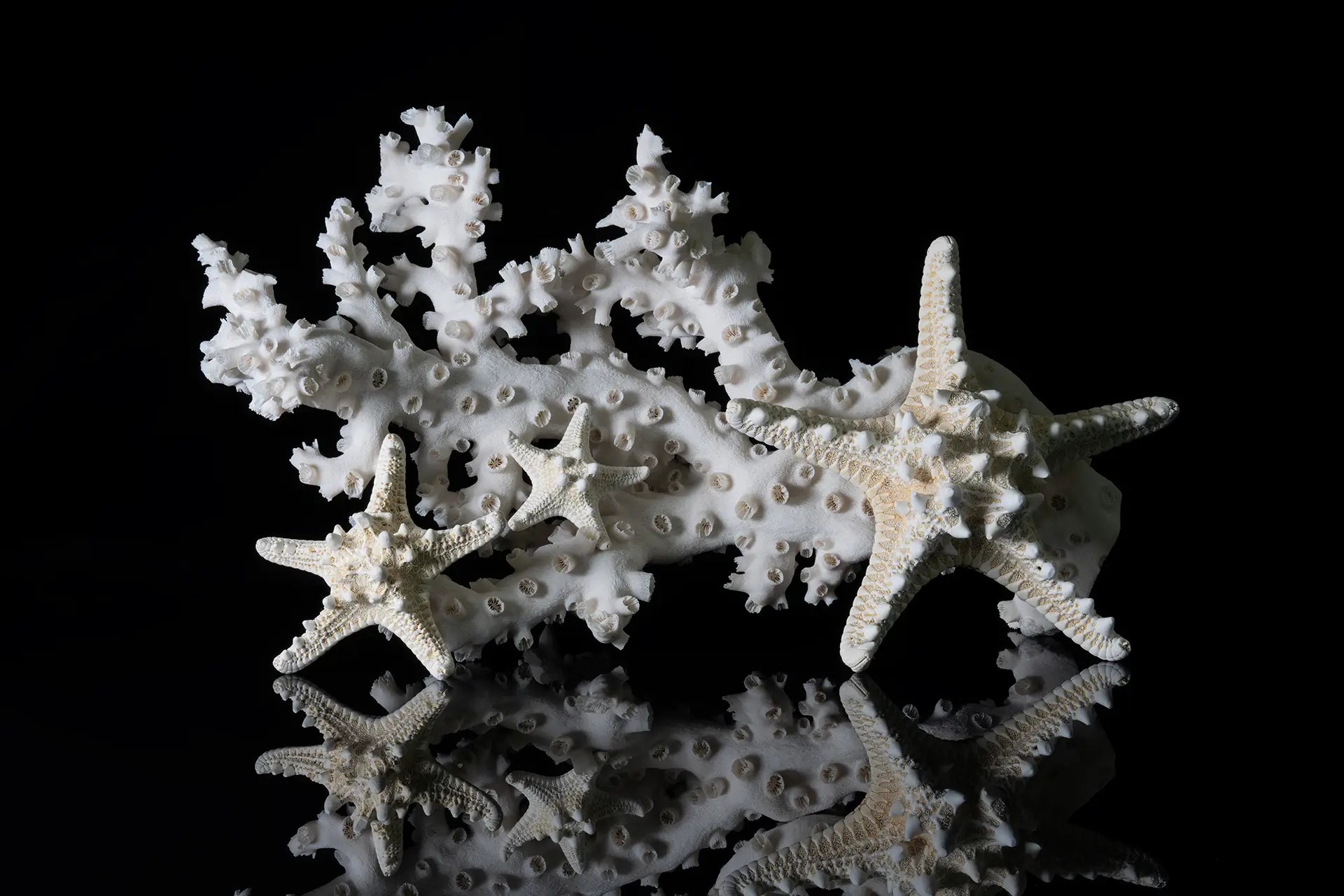 White octopus coral and starfish on black glass, Echoes of the Sea glass print