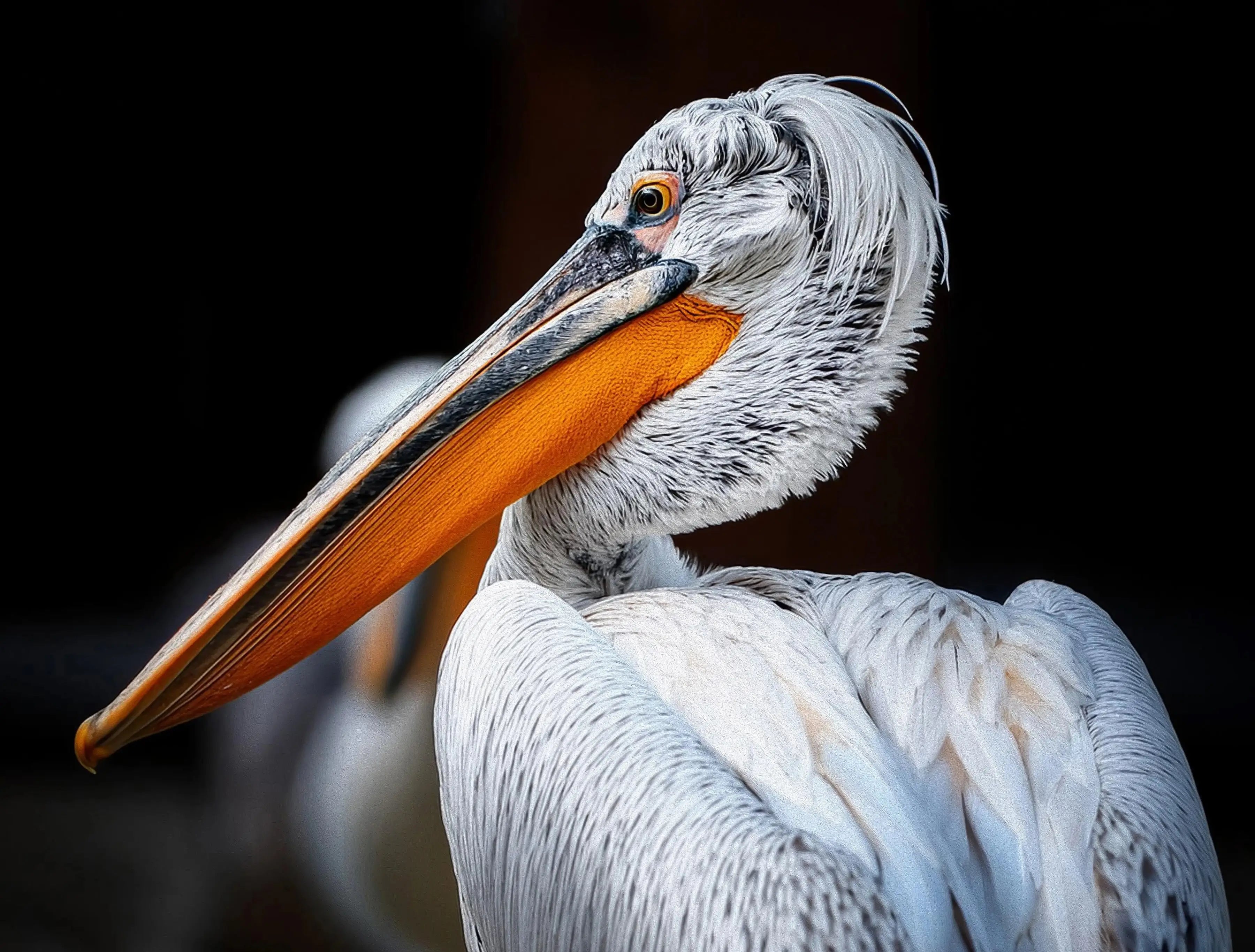 Close-up of a Dalmatian pelican with vibrant orange beak and speckled feathers, set against a black background.