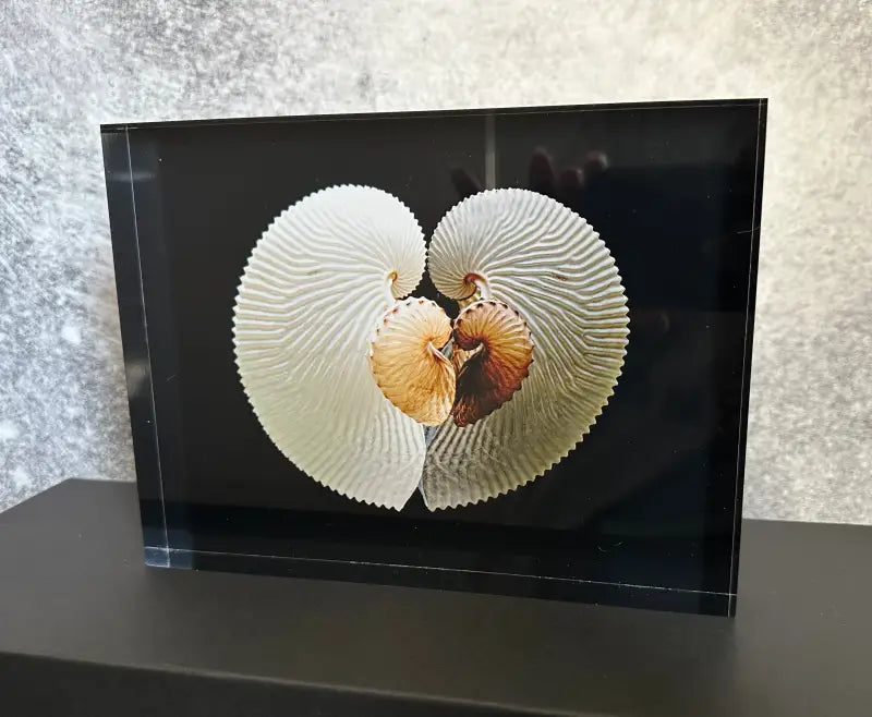 Heart-Shaped Paper Nautilus Art on acrylic glass block from Echoes of the Sea, showcasing intricate shell details with a reflective heart shape