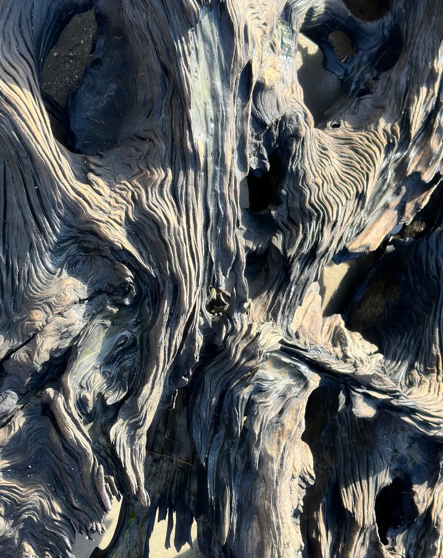 Glass Print of close-up of weathered driftwood with intricate swirling grain and natural erosion patterns, captured in soft coastal light.