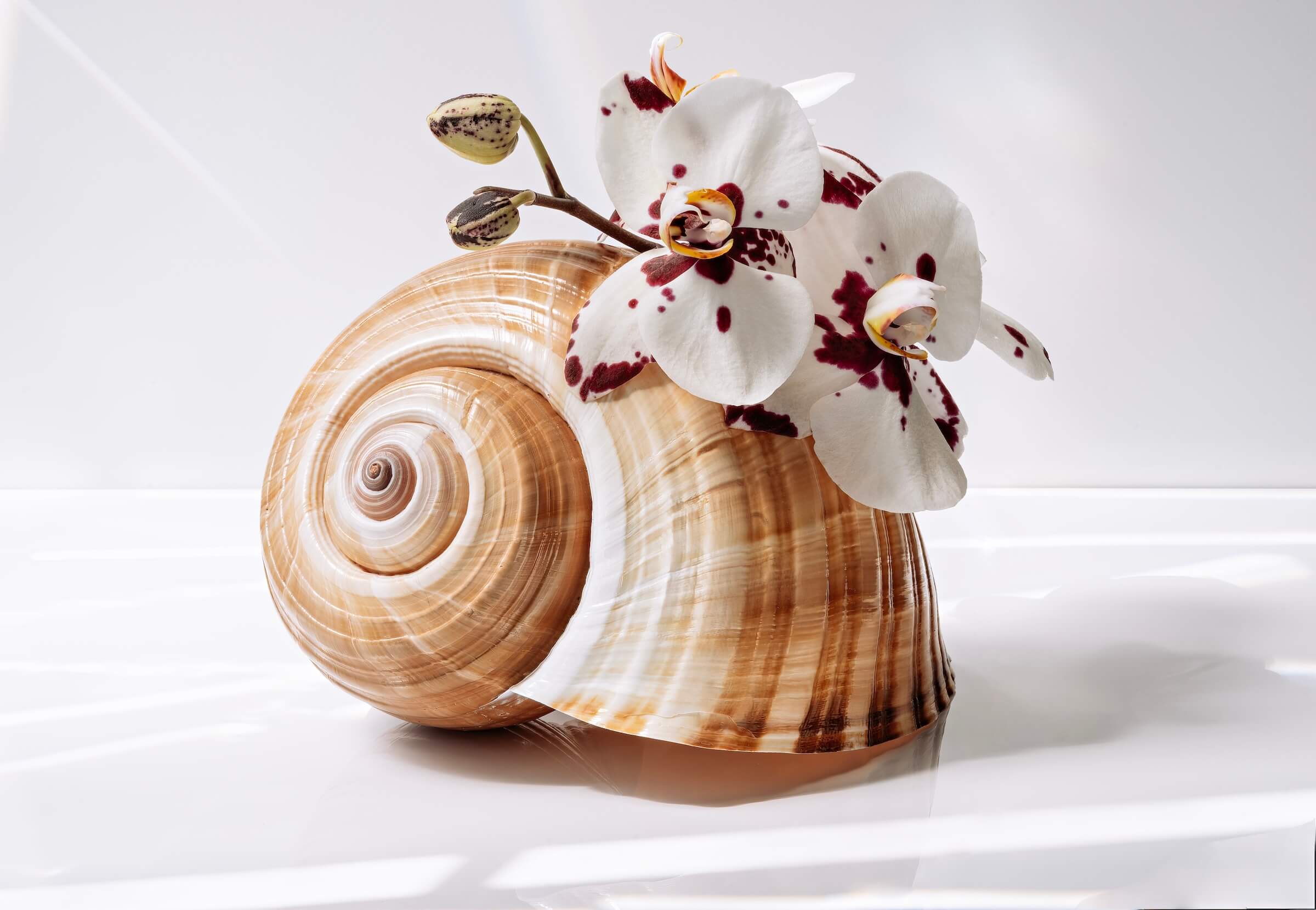 Eco-friendly coastal glass print: giant tun shell and white orchids