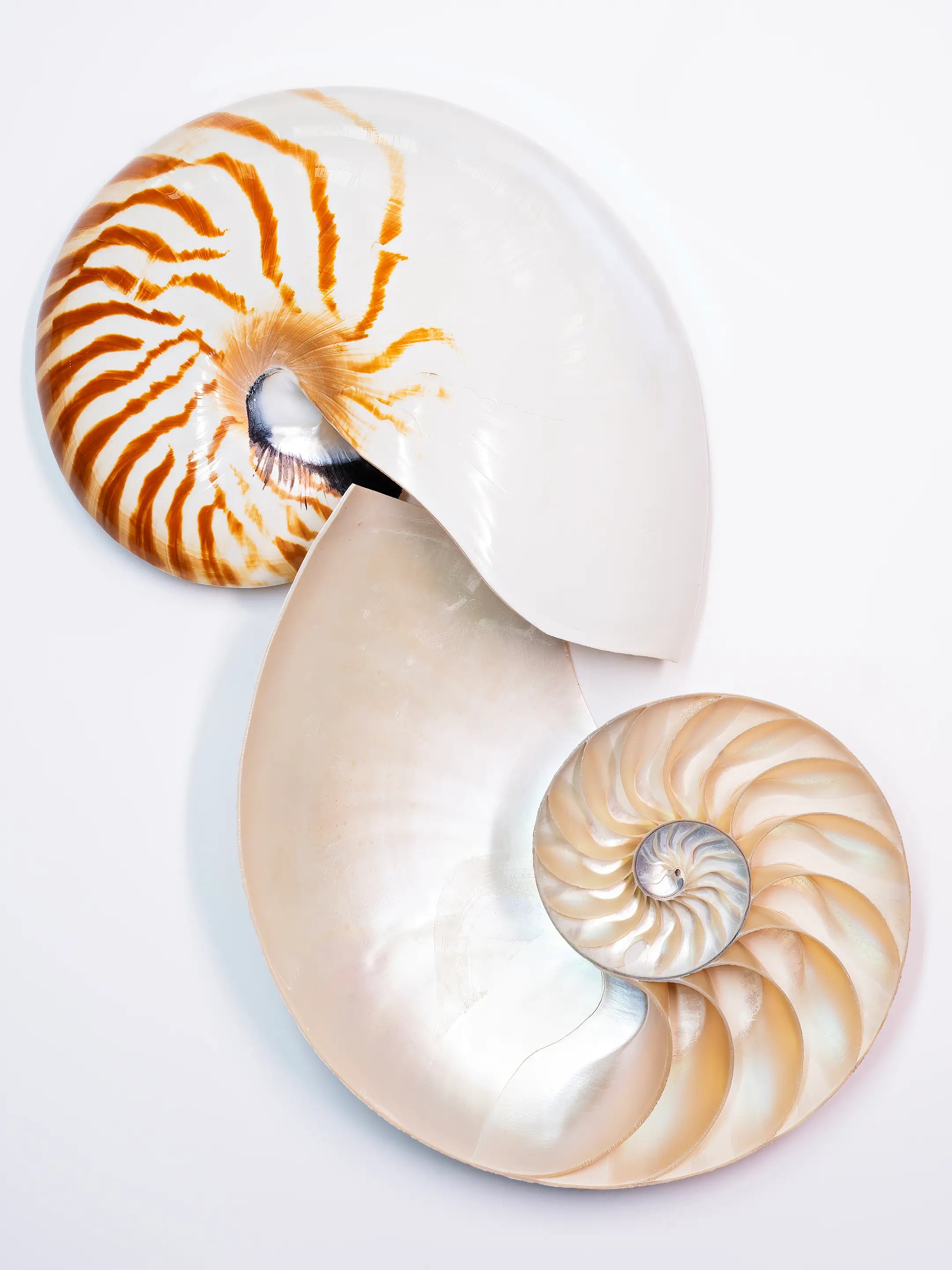 White nautilus shell glass print with warm highlights and beach tones, elegant coastal wall art.