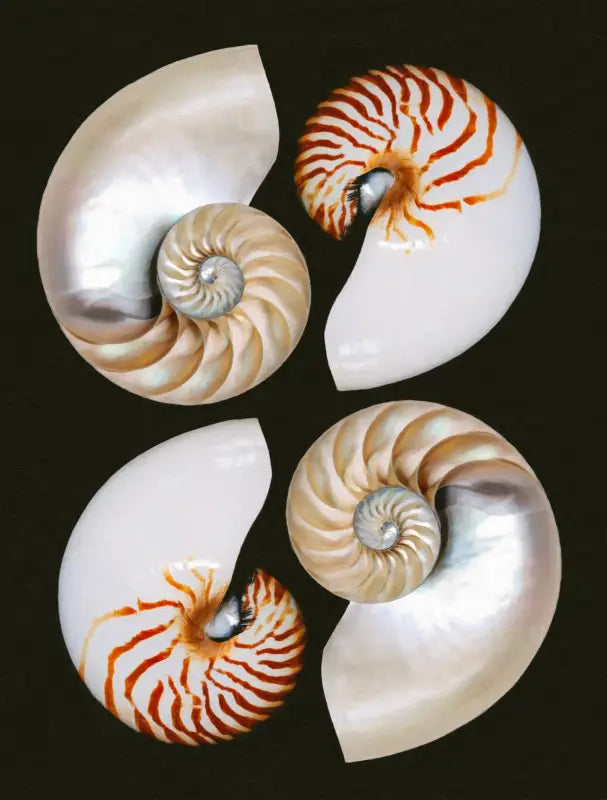 Four Nautilus Halves Glass Art - Coastal Wall Decor