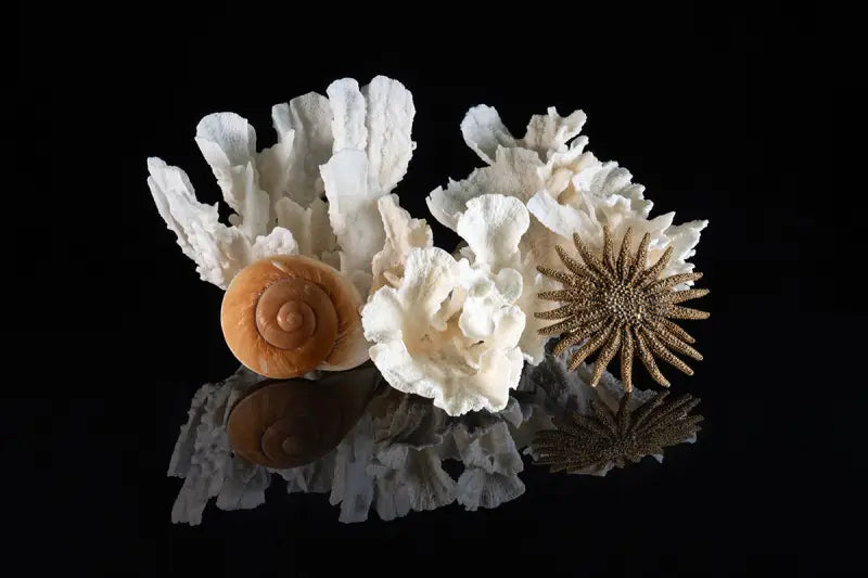 Lettuce coral, sea snail and starfish on black, Echoes of the Sea glass art