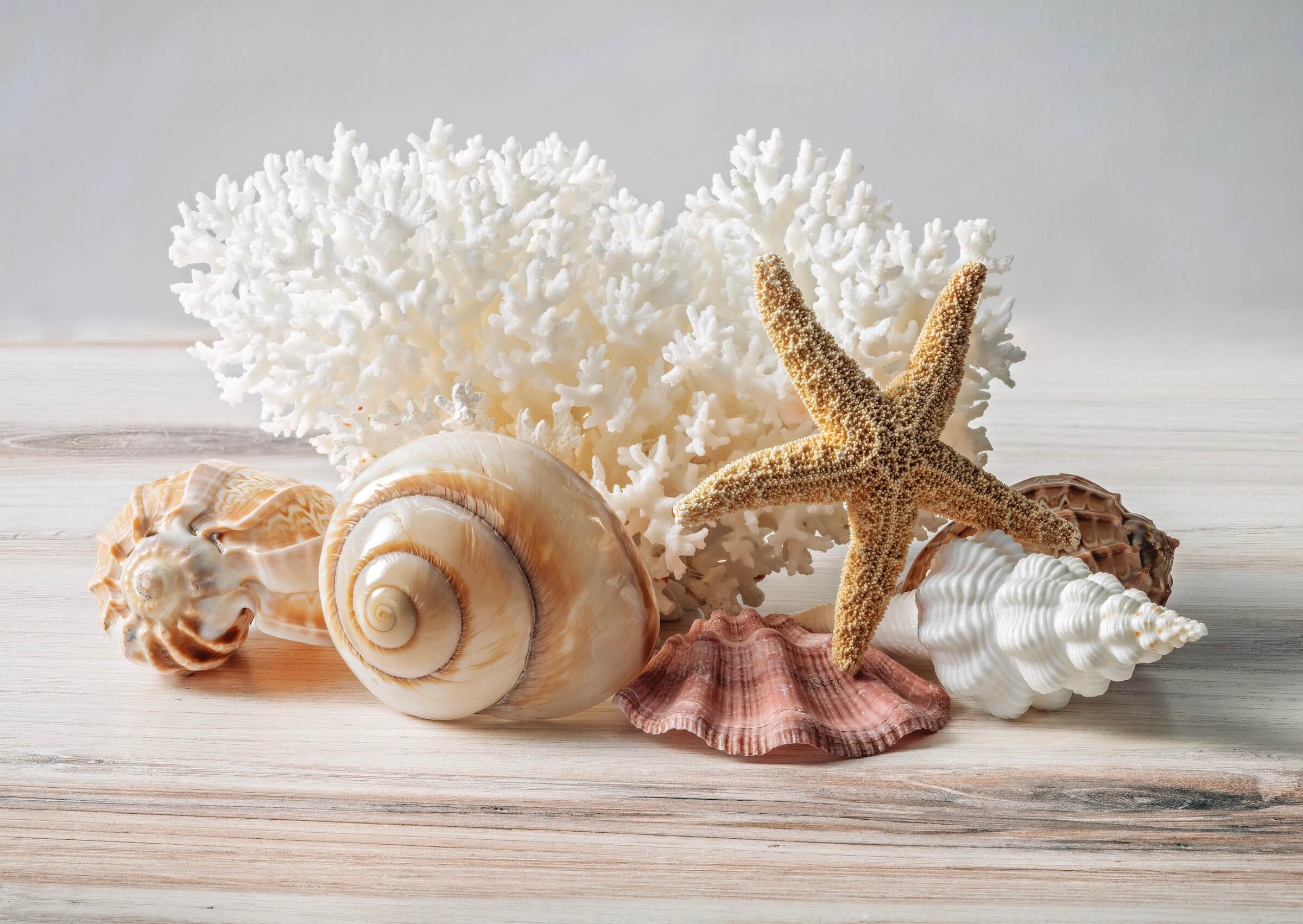 Polished moon snail shell, seashells, and lace coral on a light wooden surface, eco-friendly coastal glass print.