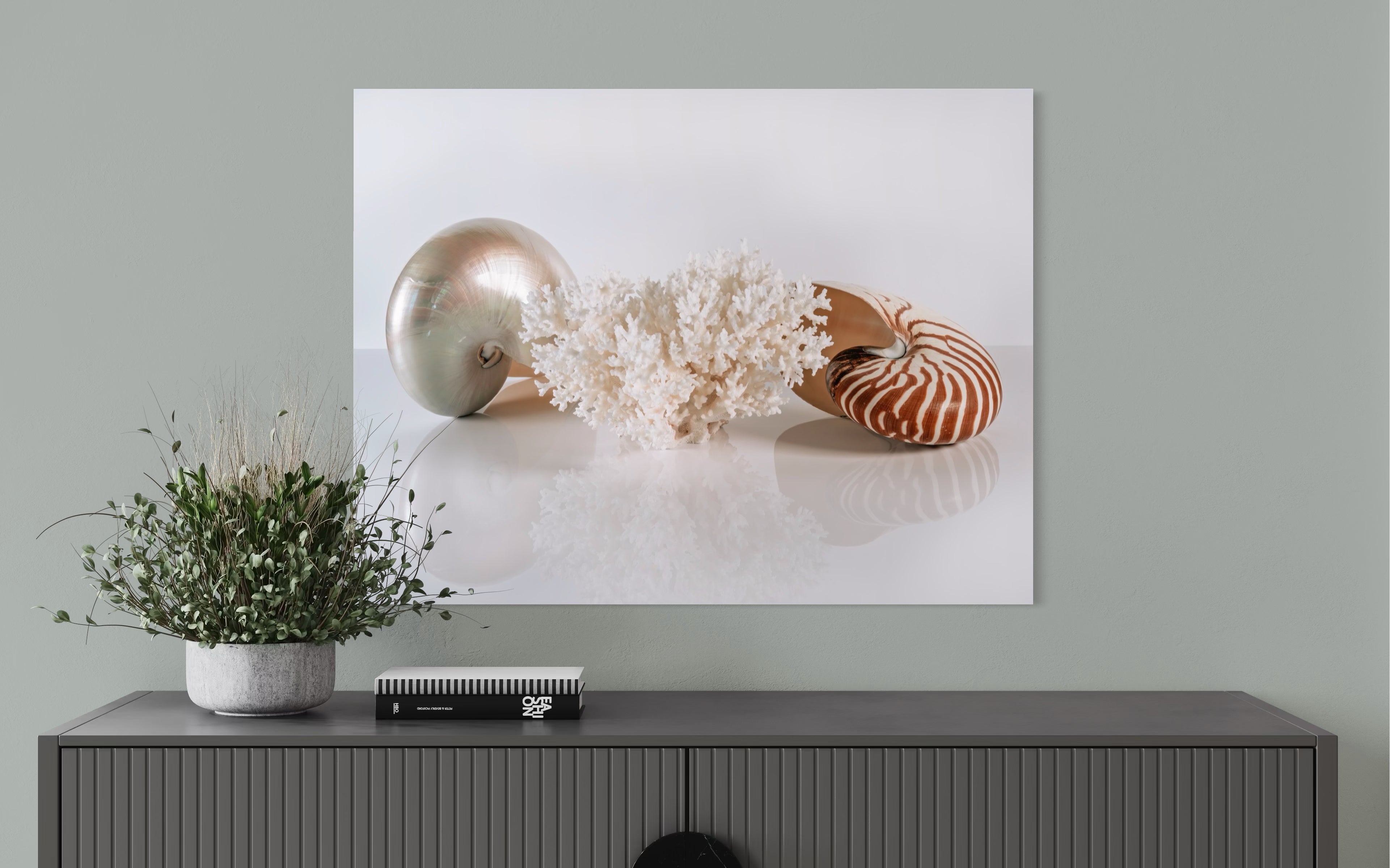 Nautilus Shell and Bird's Nest Coral Coastal Glass Print by Echoes of the Sea- wall decor