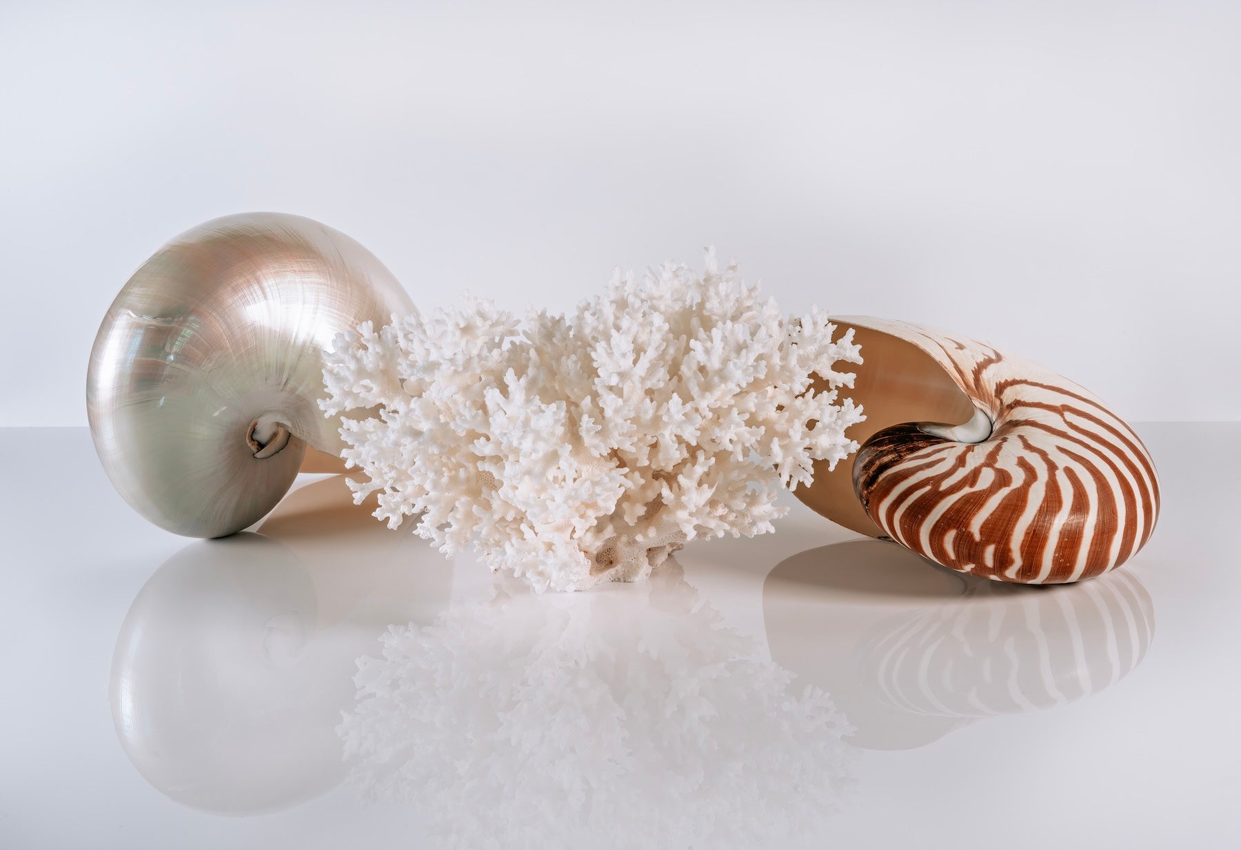 Nautilus Shell and Bird's Nest Coral Coastal Glass Print by Echoes of the Sea