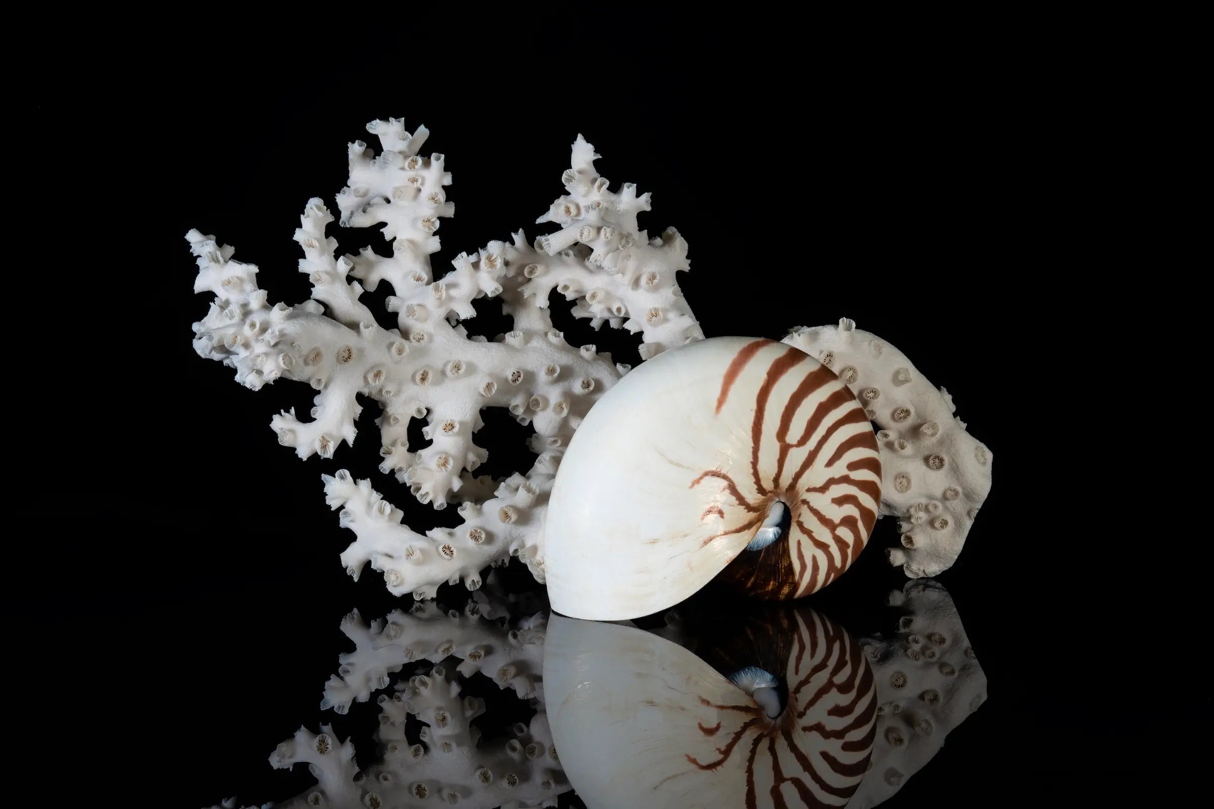 Nautilus shell and coral on black glass print, coastal wall art