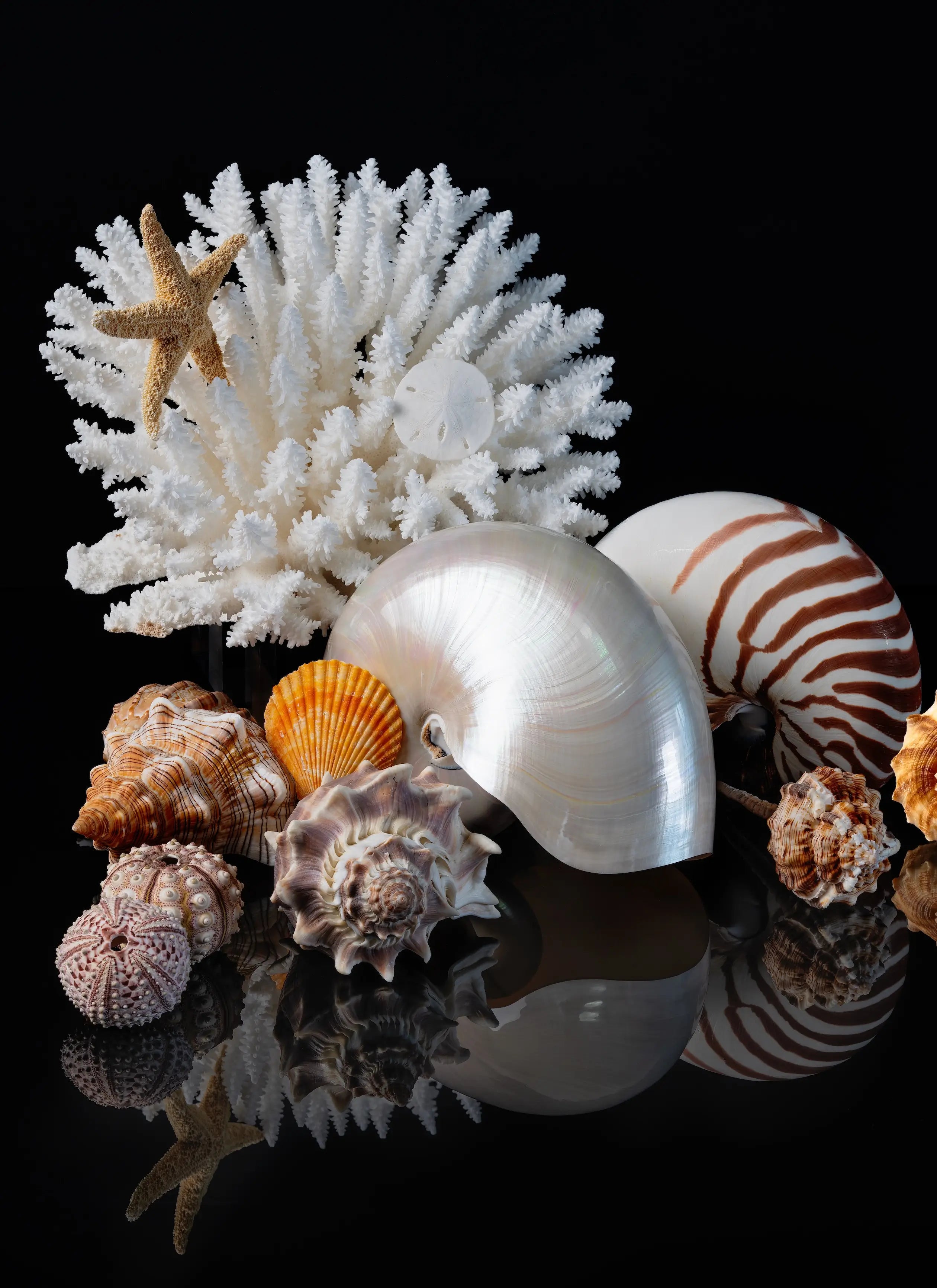 Left panel of a coastal triptych featuring a pearl nautilus, striped nautilus, white coral, starfish, sea urchins, and spiral shells on a black reflective background.