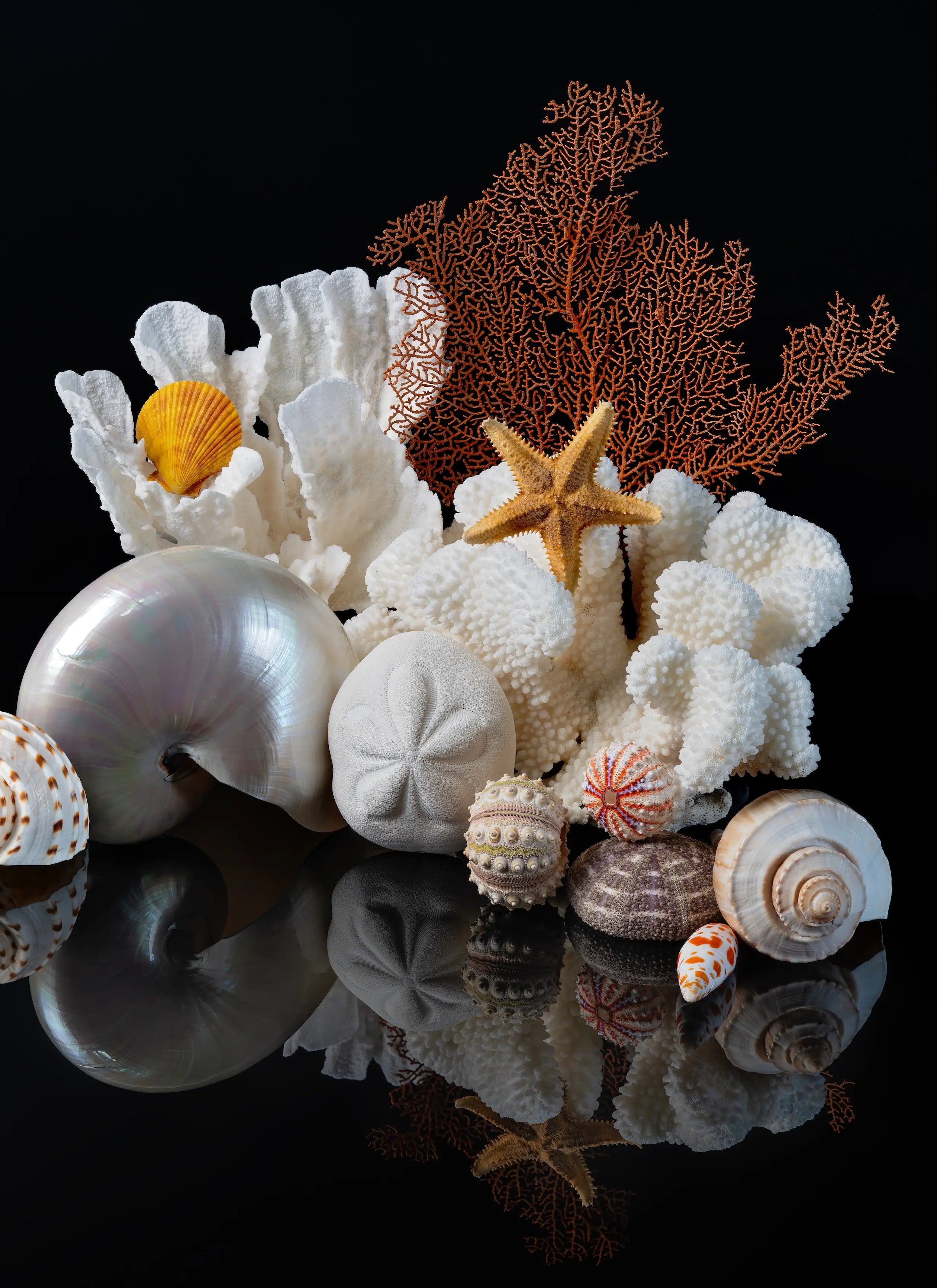 Right panel of a coastal triptych featuring a pearl nautilus, white coral, warm sea fan coral, starfish, sea urchins, and seashells on a black reflective background.